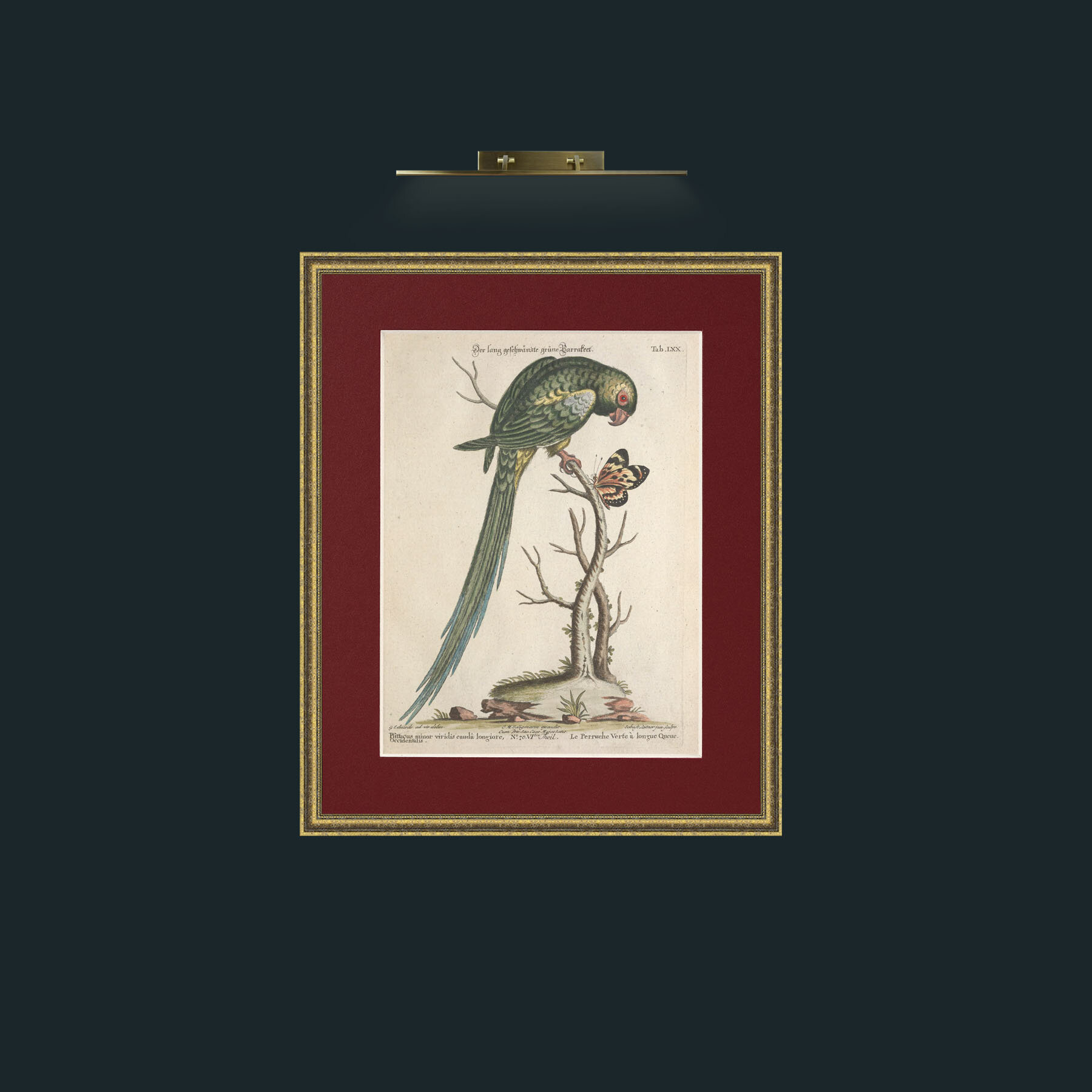 Art-Long Tailed Green Parakeet-Frame-1GiltTextured-Mount-4Red.jpg