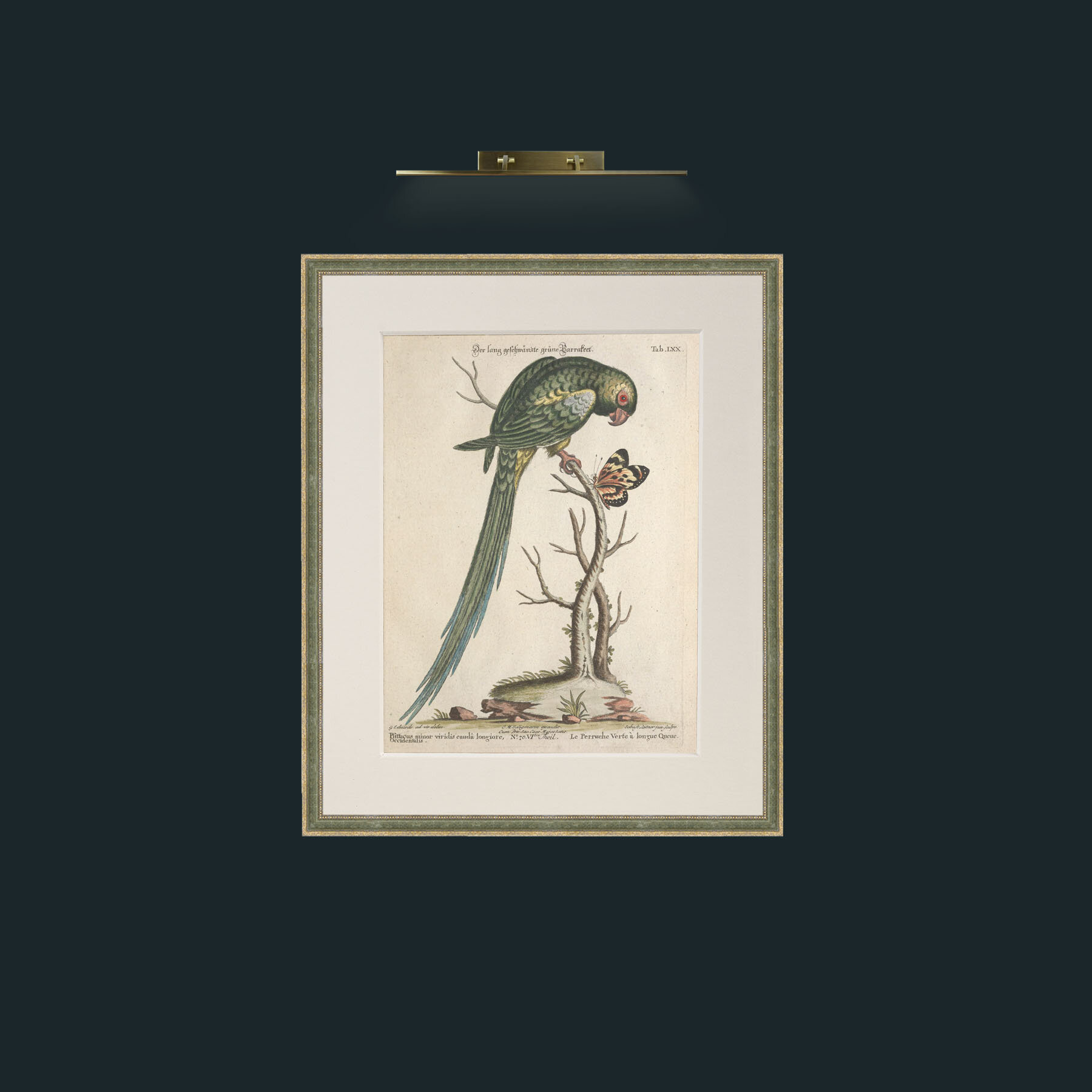 Art-Long Tailed Green Parakeet-Frame-2GreenGilttextured-Mount-1Antique.jpg