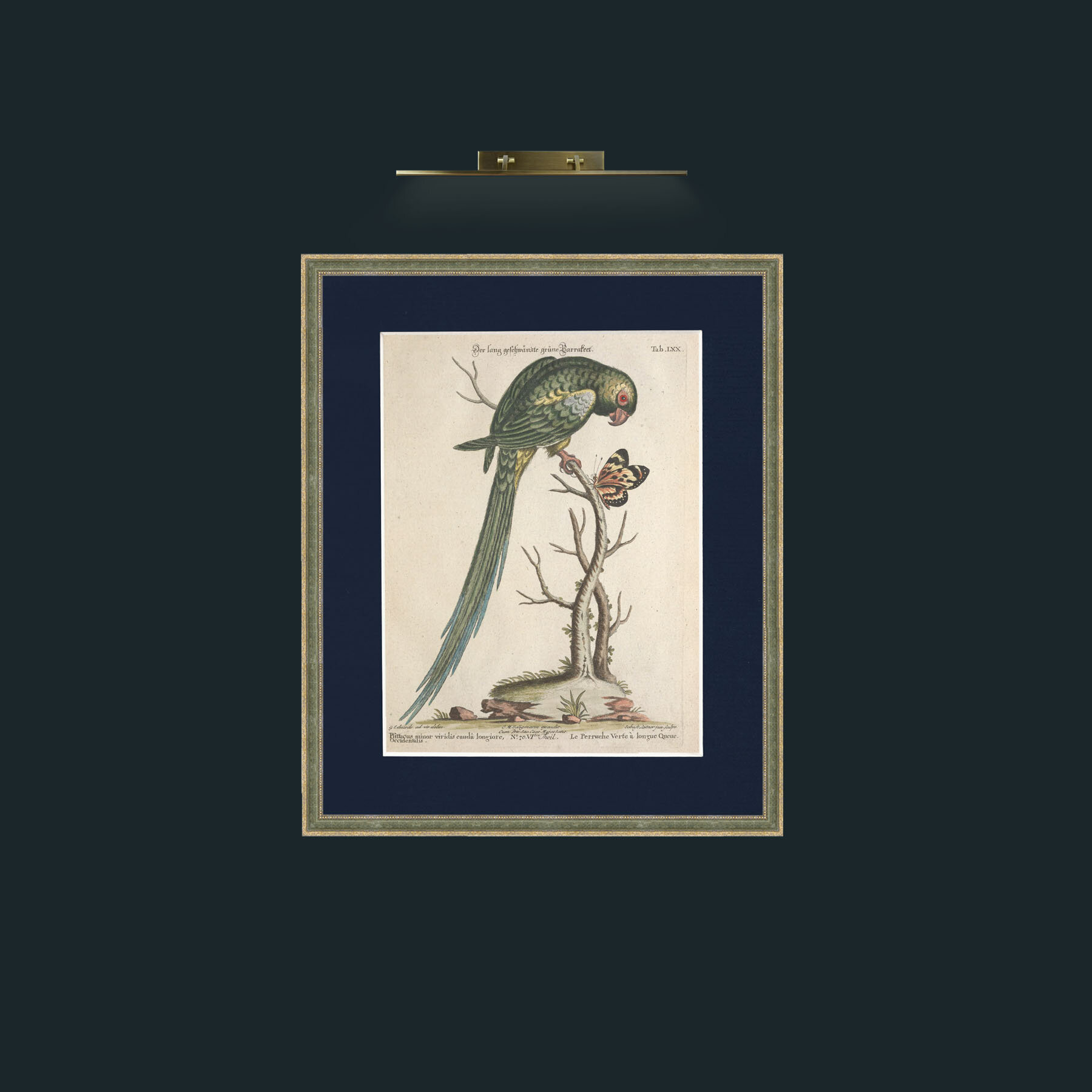 Art-Long Tailed Green Parakeet-Frame-2GreenGilttextured-Mount-3Blue.jpg