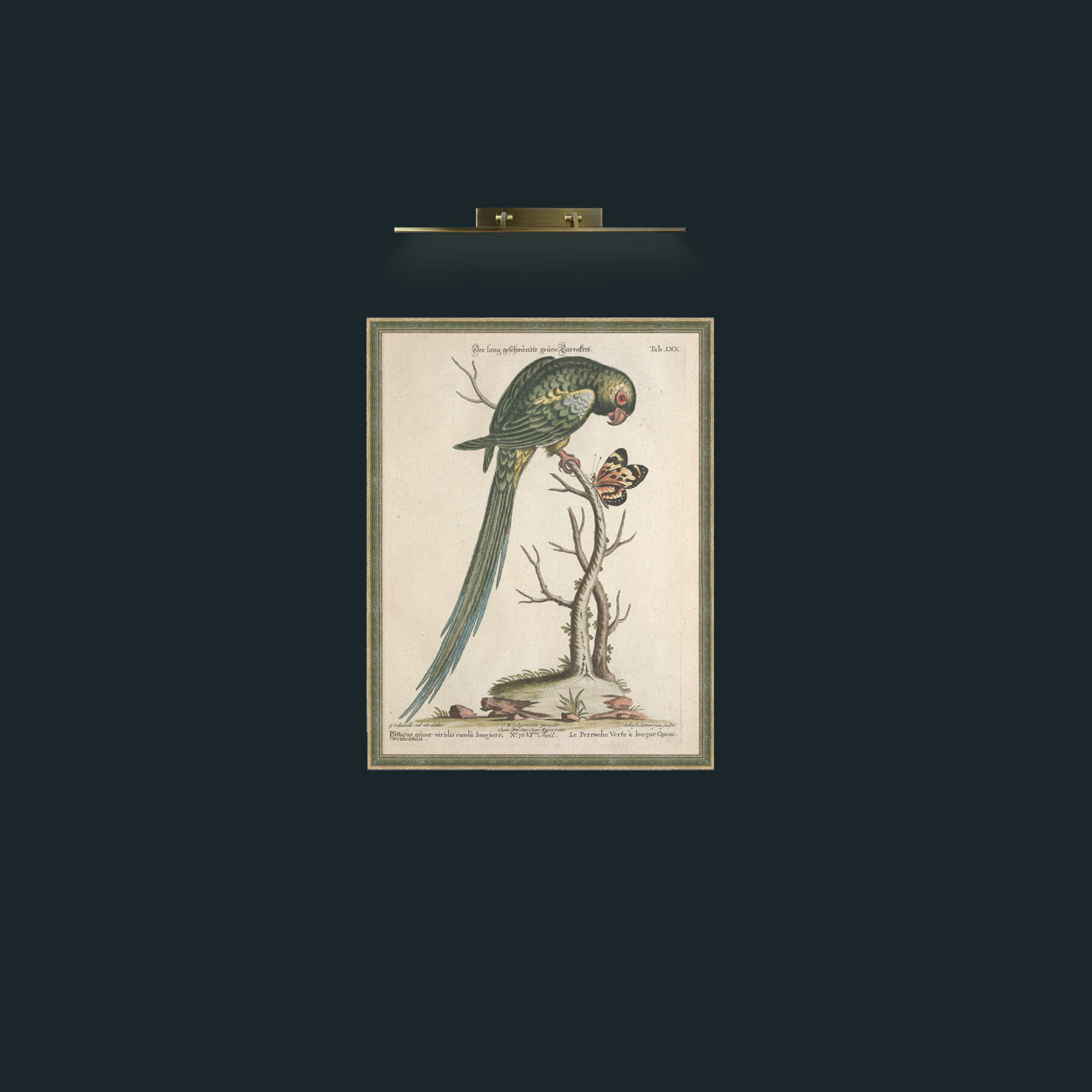 Art-Long Tailed Green Parakeet-Frame-2GreenGiltTextured.jpg