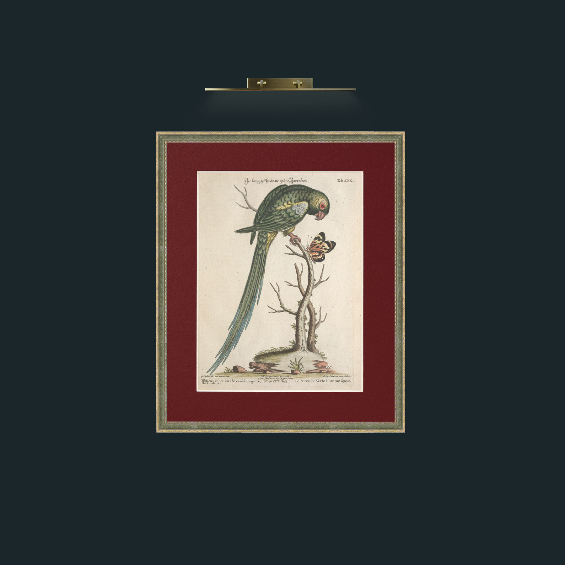 Art-Long Tailed Green Parakeet-Frame-2GreenGilttextured-Mount-4Red.jpg