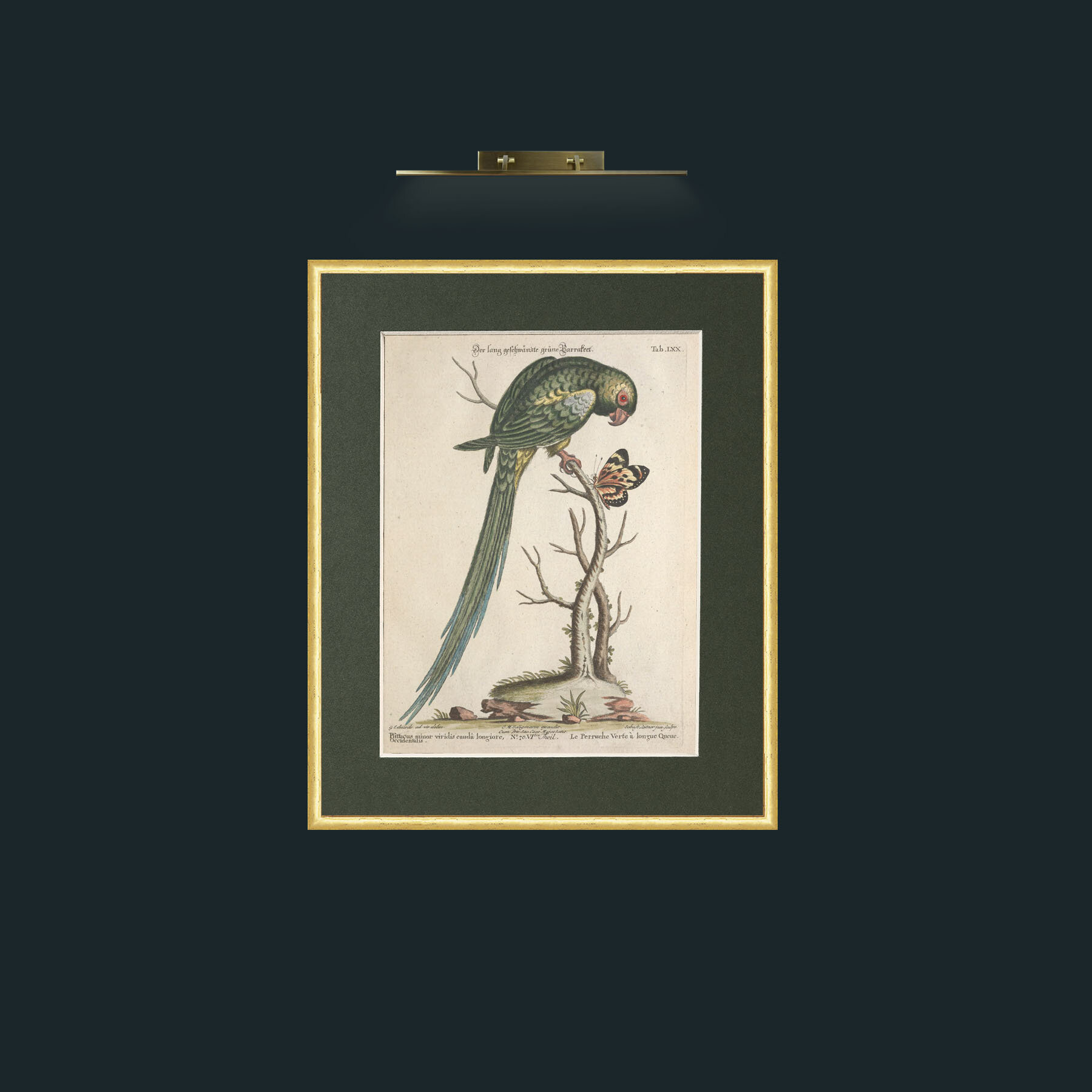 Art-Long Tailed Green Parakeet-Frame-3RoundedGilt-Mount-2Green.jpg