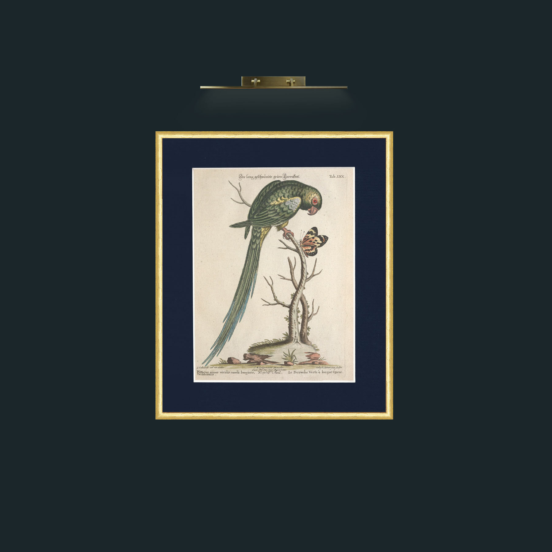 Art-Long Tailed Green Parakeet-Frame-3RoundedGilt-Mount-3Blue.jpg