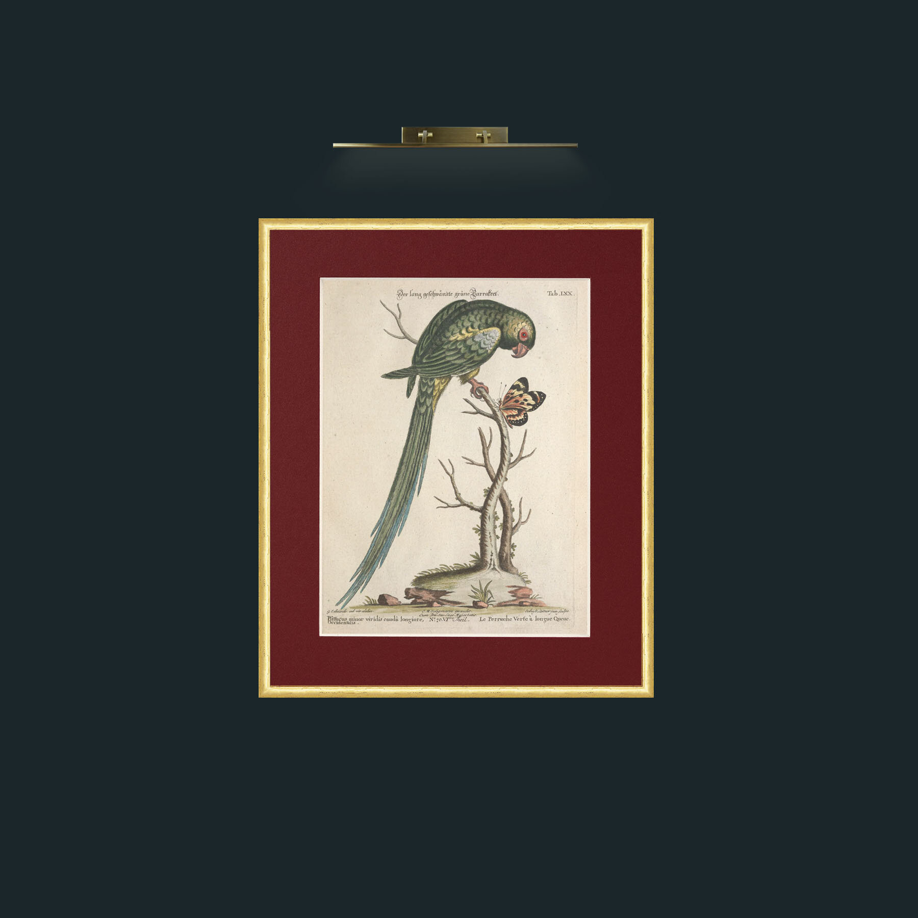 Art-Long Tailed Green Parakeet-Frame-3RoundedGilt-Mount-4Red.jpg