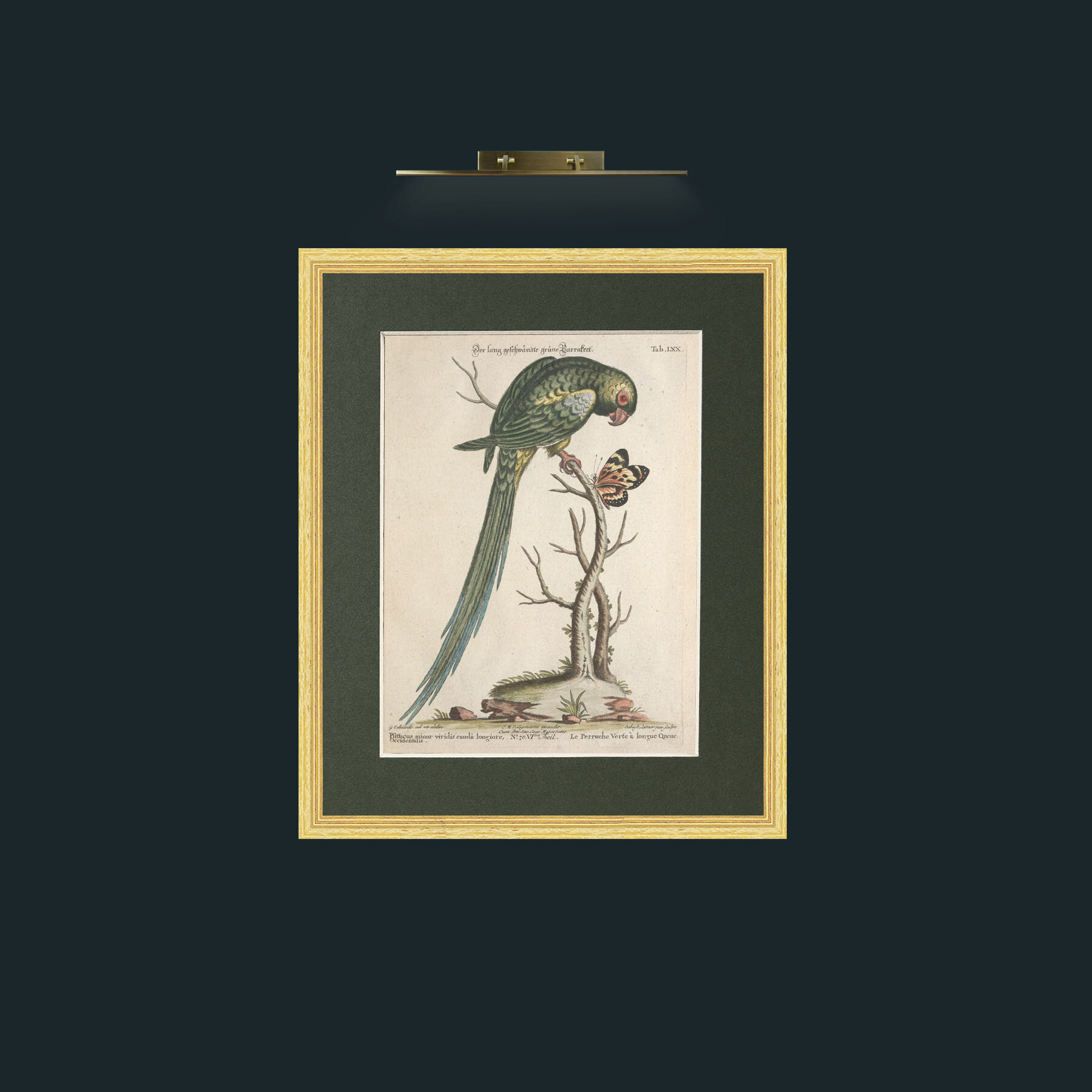 Art-Long Tailed Green Parakeet-Frame-4BevelledGilt-Mount-2Green.jpg