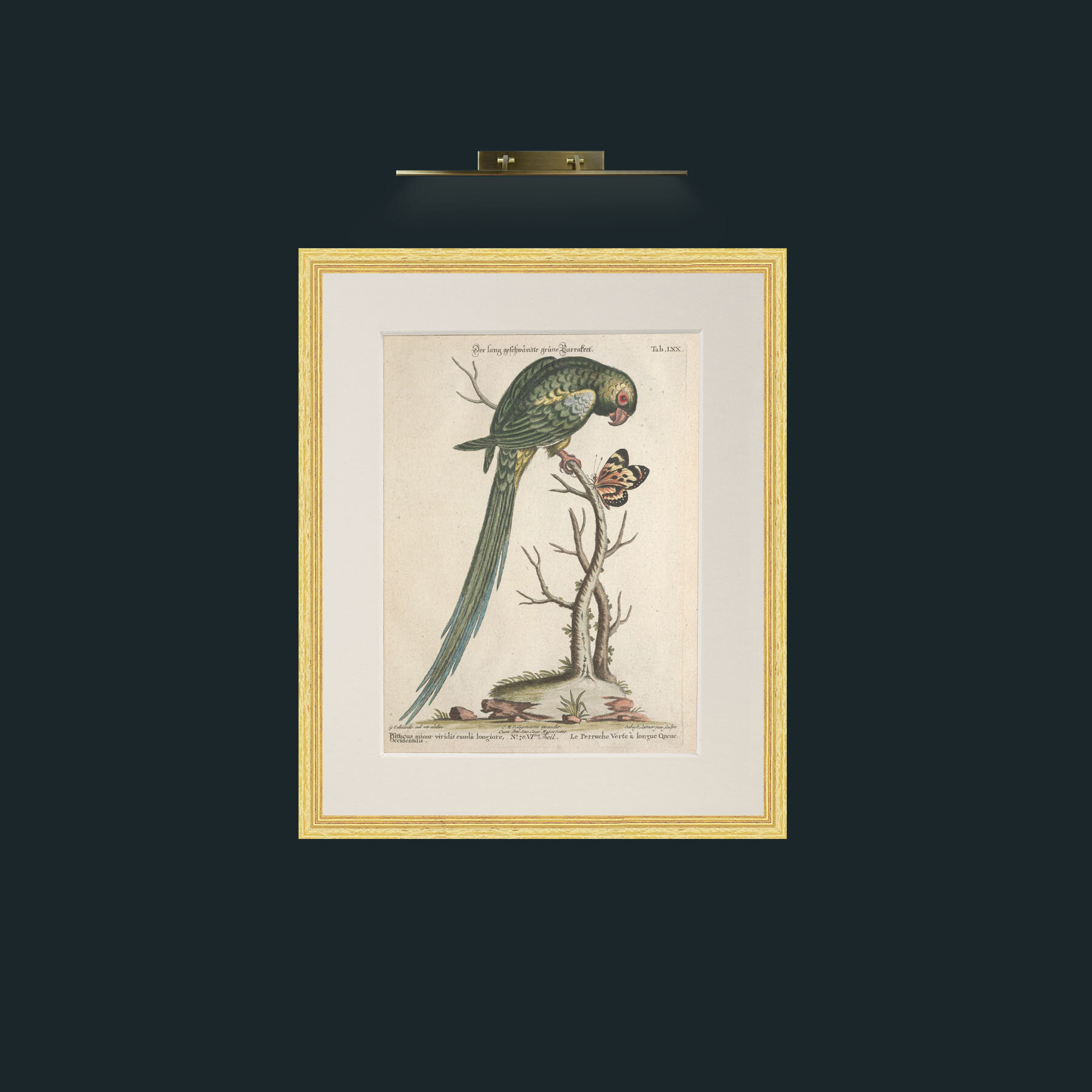 Art-Long Tailed Green Parakeet-Frame-4BevelledGilt-Mount-1Antique.jpg