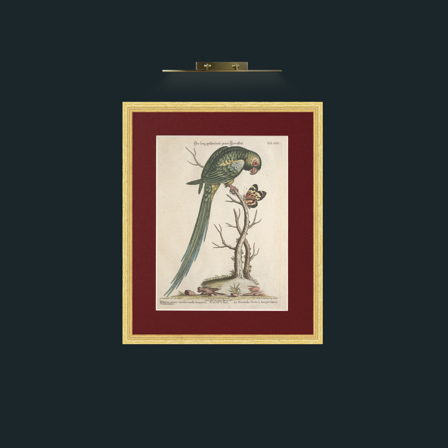 Art-Long Tailed Green Parakeet-Frame-4BevelledGilt-Mount-4Red.jpg