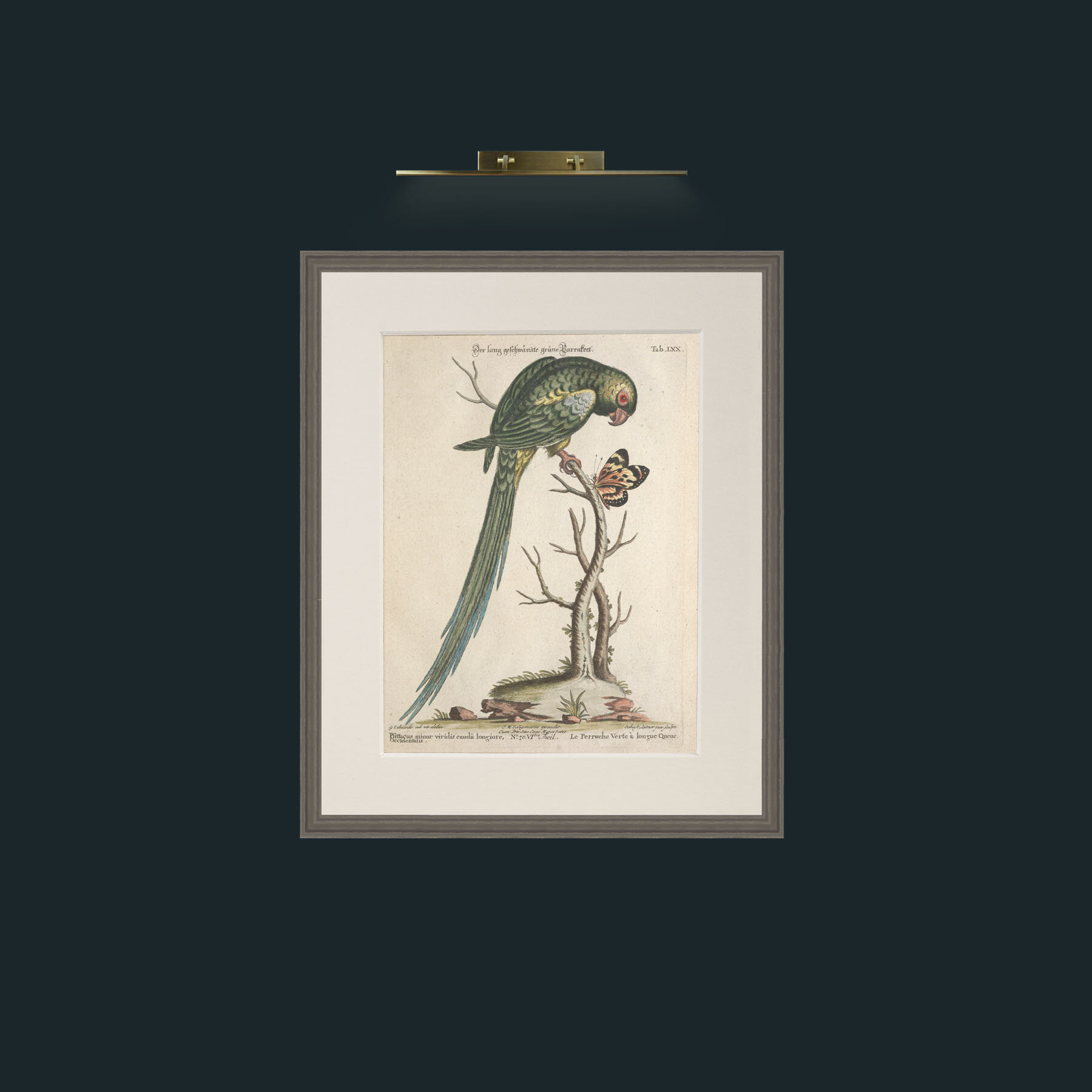 Art-Long Tailed Green Parakeet-Frame-6Grey-Mount-1Antique.jpg