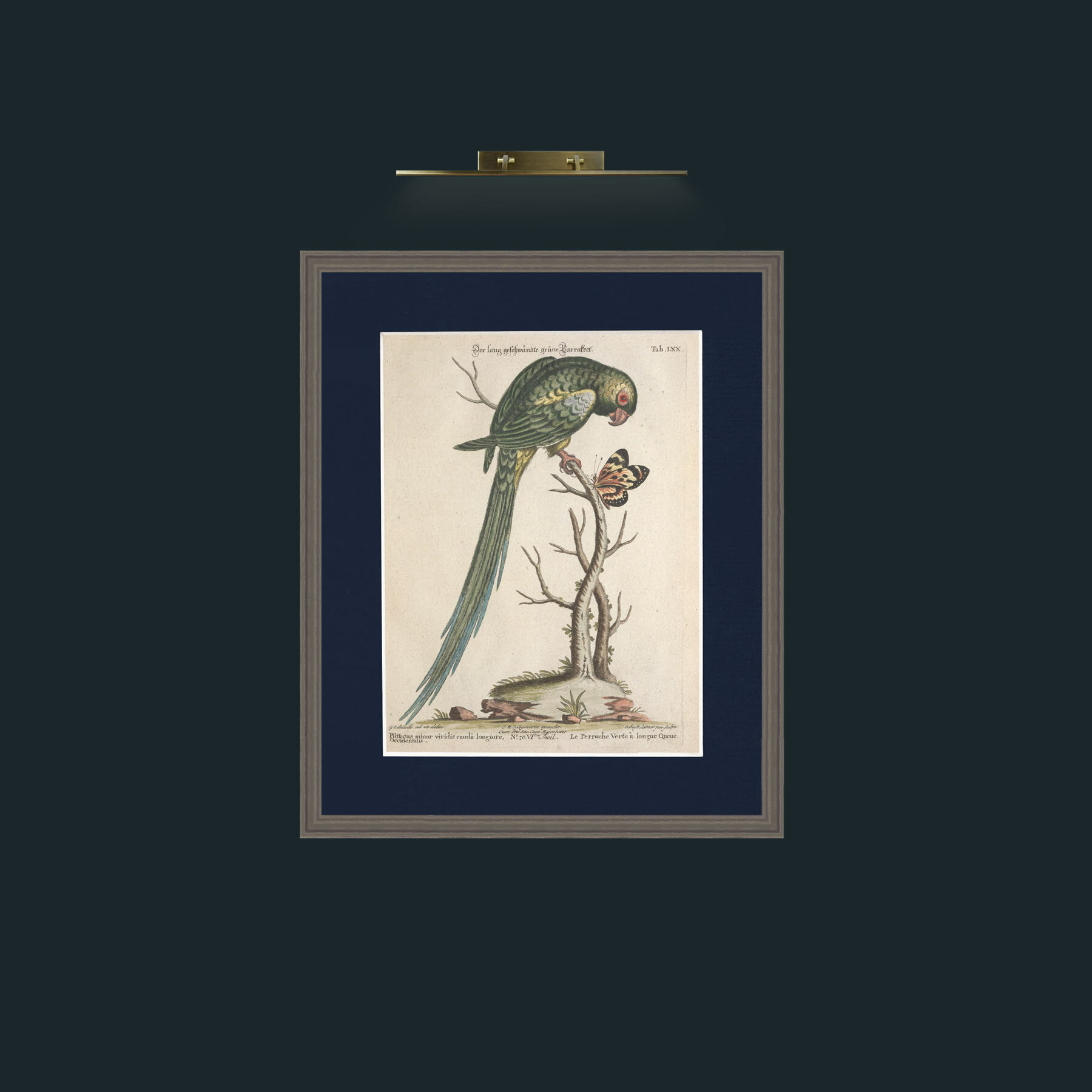 Art-Long Tailed Green Parakeet-Frame-6Grey-Mount-3Blue.jpg