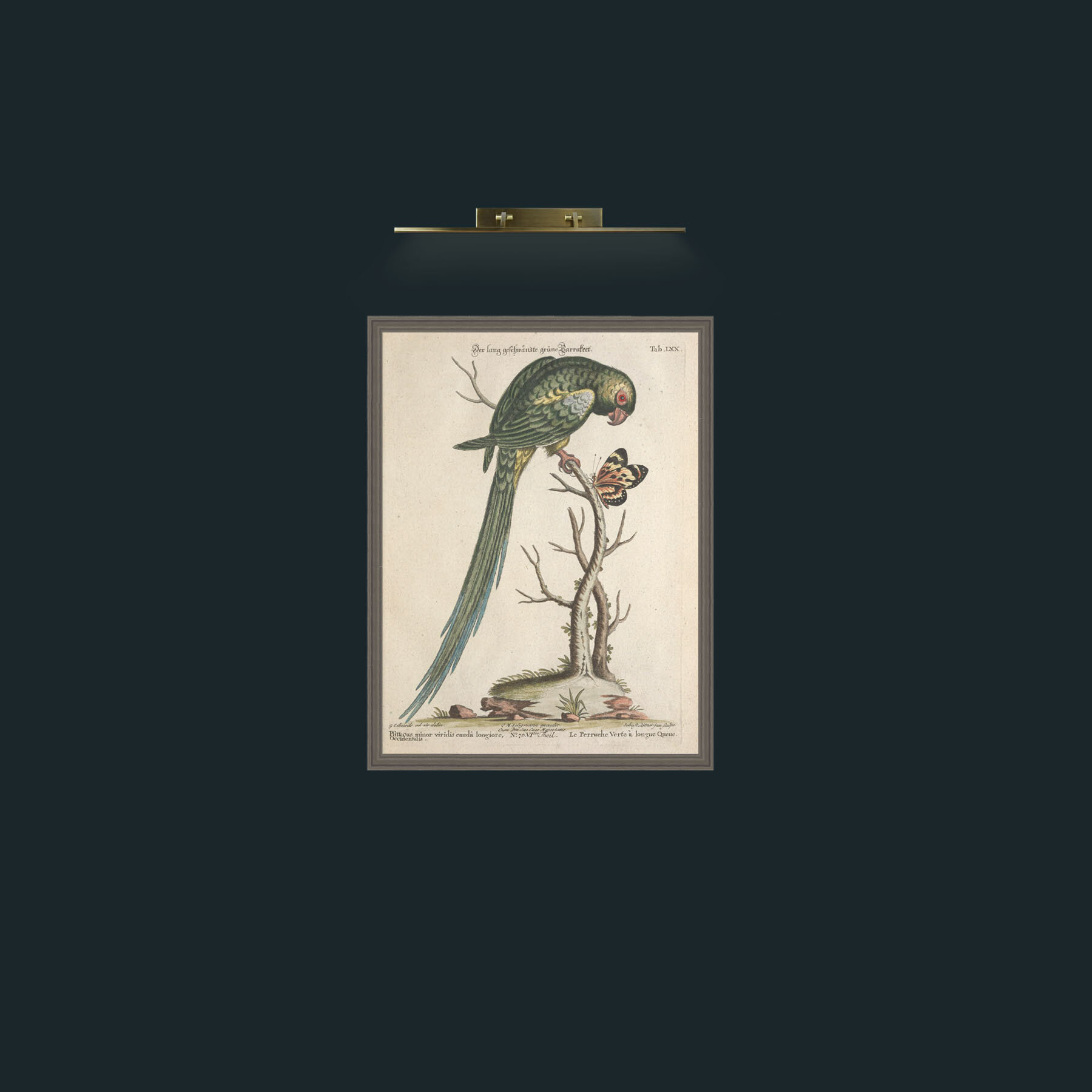 Art-Long Tailed Green Parakeet-Frame-6Grey.jpg