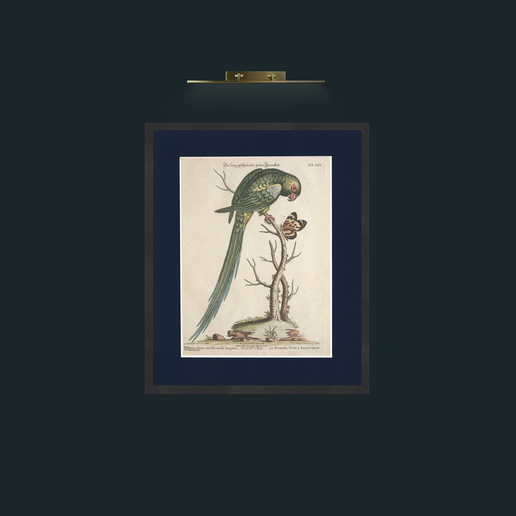 Art-Long Tailed Green Parakeet-Frame-7Black-Mount-3Blue.jpg