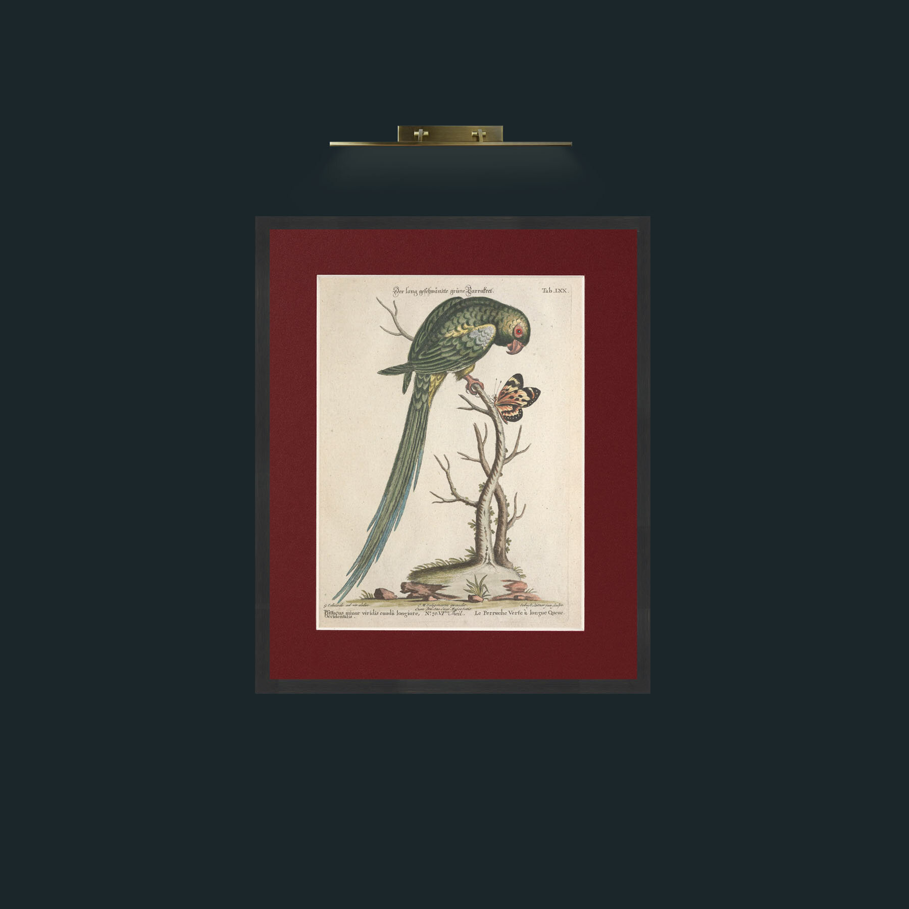 Art-Long Tailed Green Parakeet-Frame-7Black-Mount-4Red.jpg