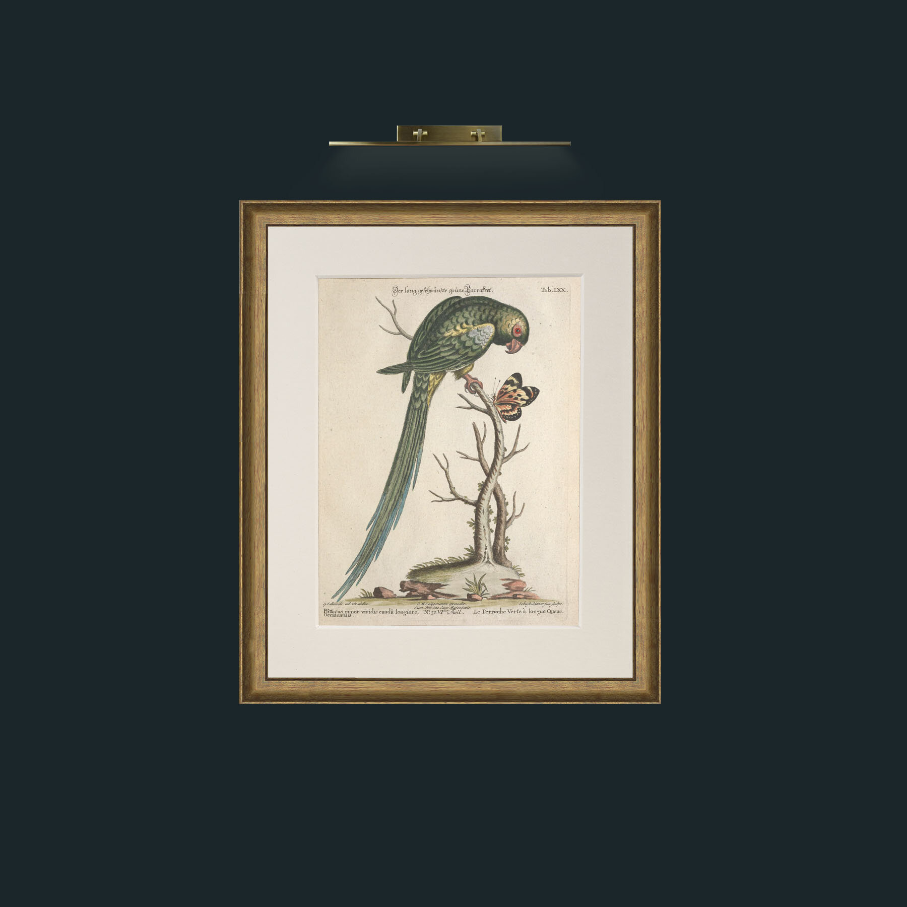 Art-Long Tailed Green Parakeet-Frame-8RedGreenGilt-Mount-1Antique.jpg