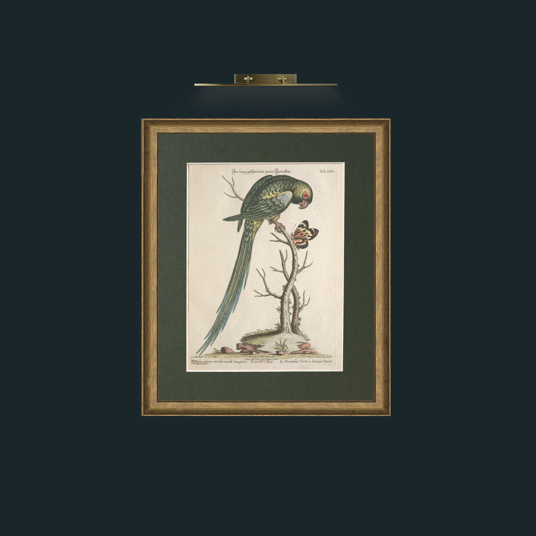 Art-Long Tailed Green Parakeet-Frame-8RedGreenGilt-Mount-2Green.jpg