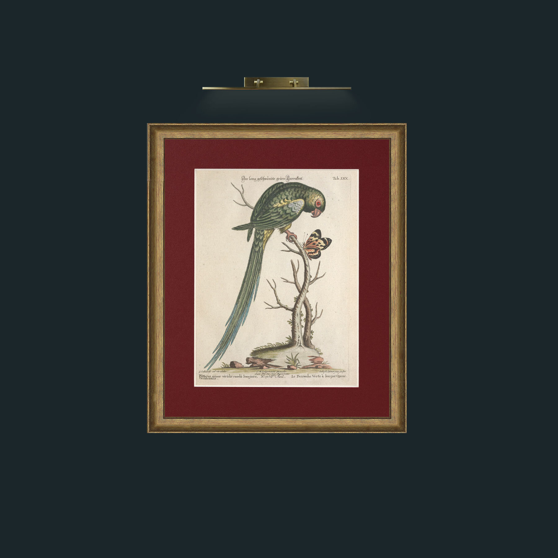 Art-Long Tailed Green Parakeet-Frame-8RedGreenGilt-Mount-4Red.jpg