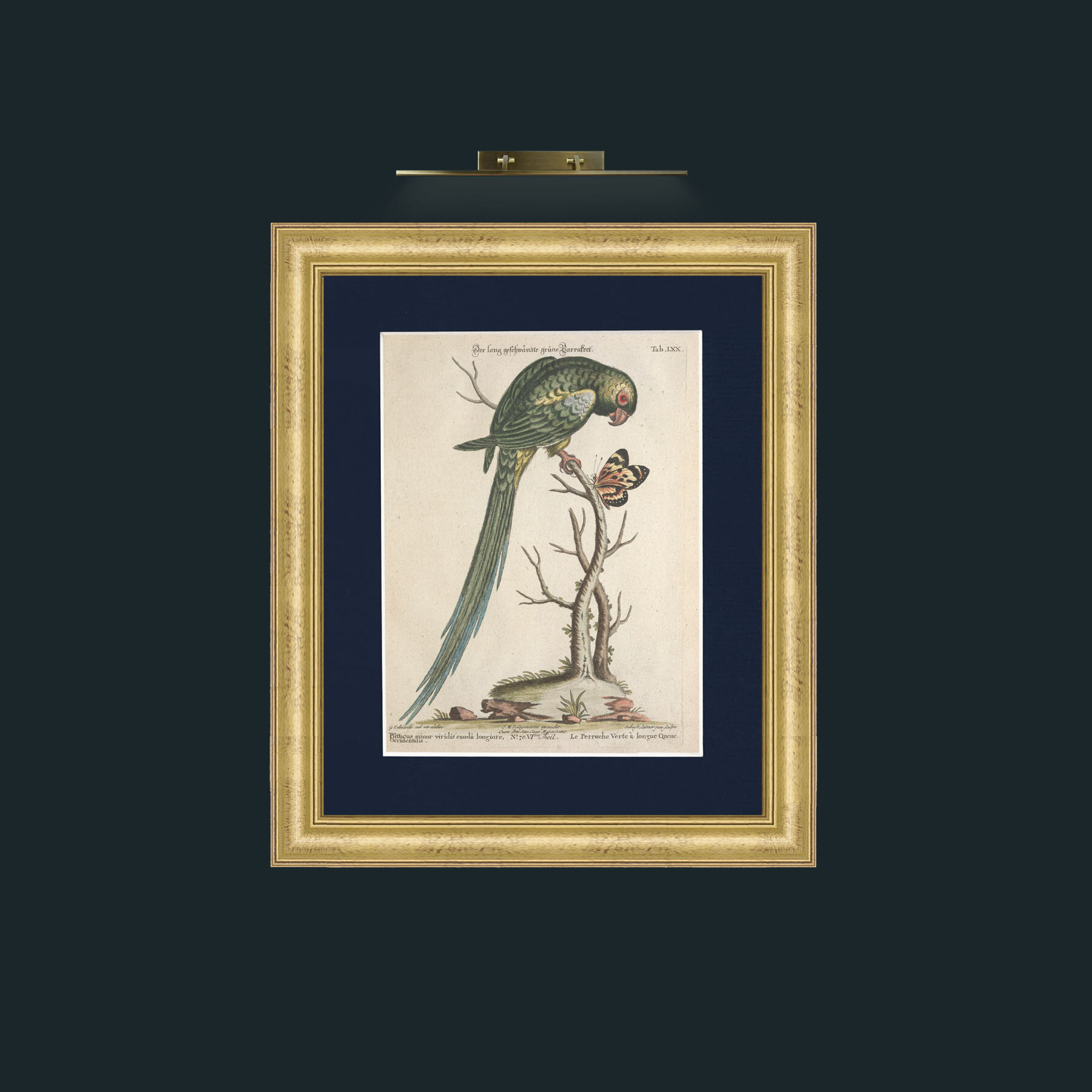 Art-Long Tailed Green Parakeet-Frame-9WideGilt-Mount-3Blue.jpg
