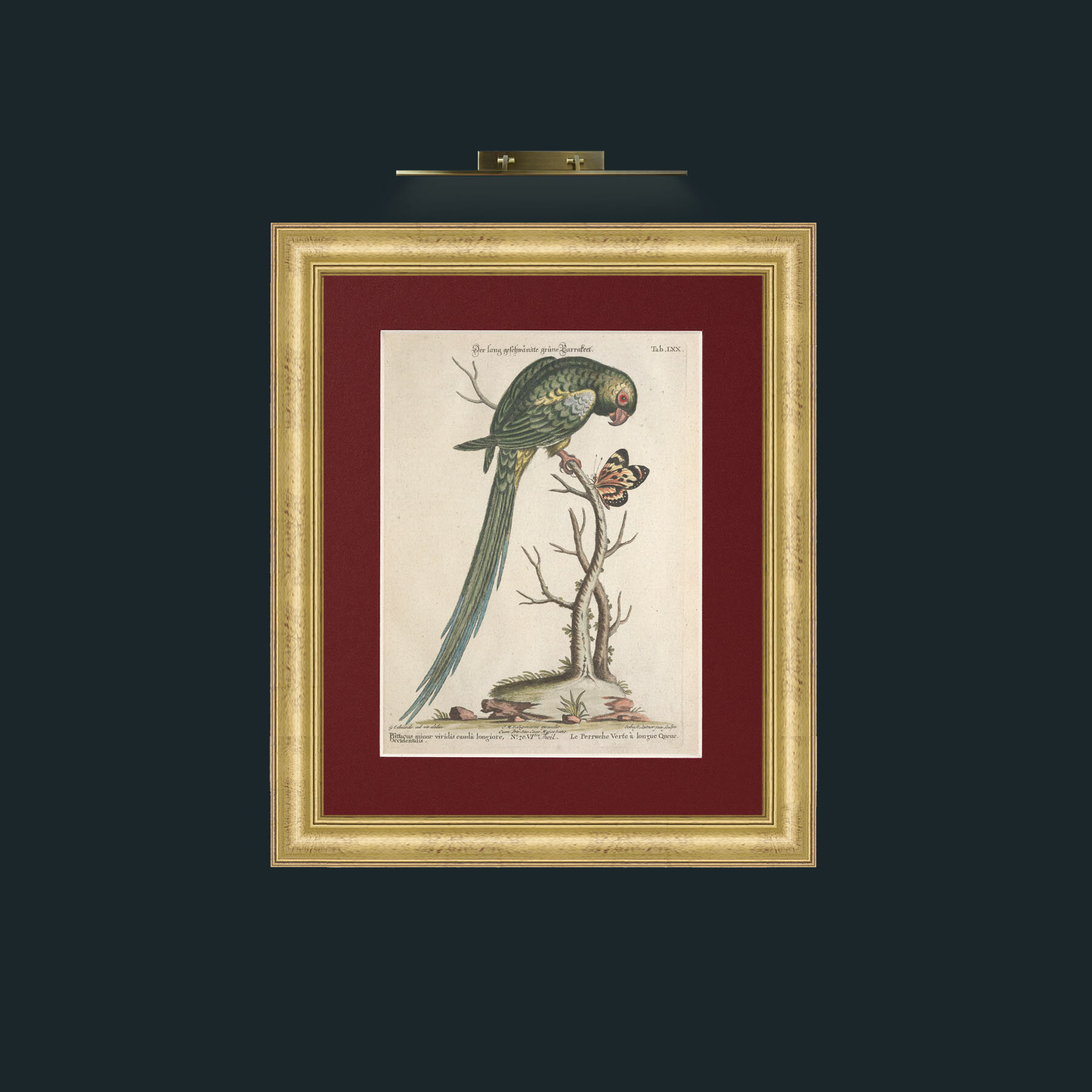 Art-Long Tailed Green Parakeet-Frame-9WideGilt-Mount-4Red.jpg
