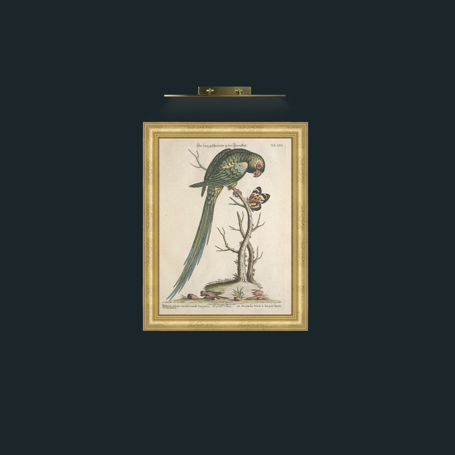 Art-Long Tailed Green Parakeet-Frame-9WideGilt.jpg