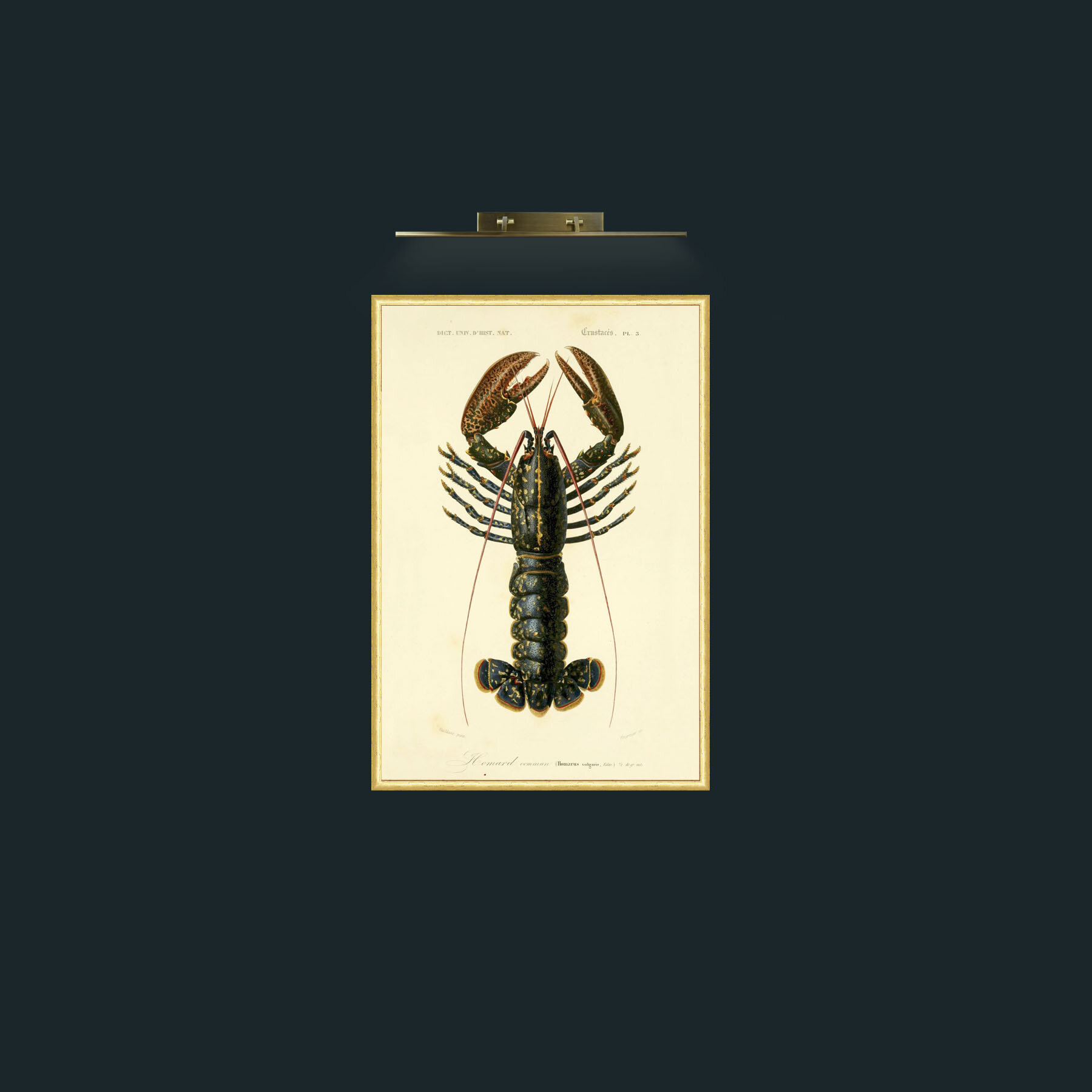 Art-Common Lobster-Frame-3RoundedGilt.jpg