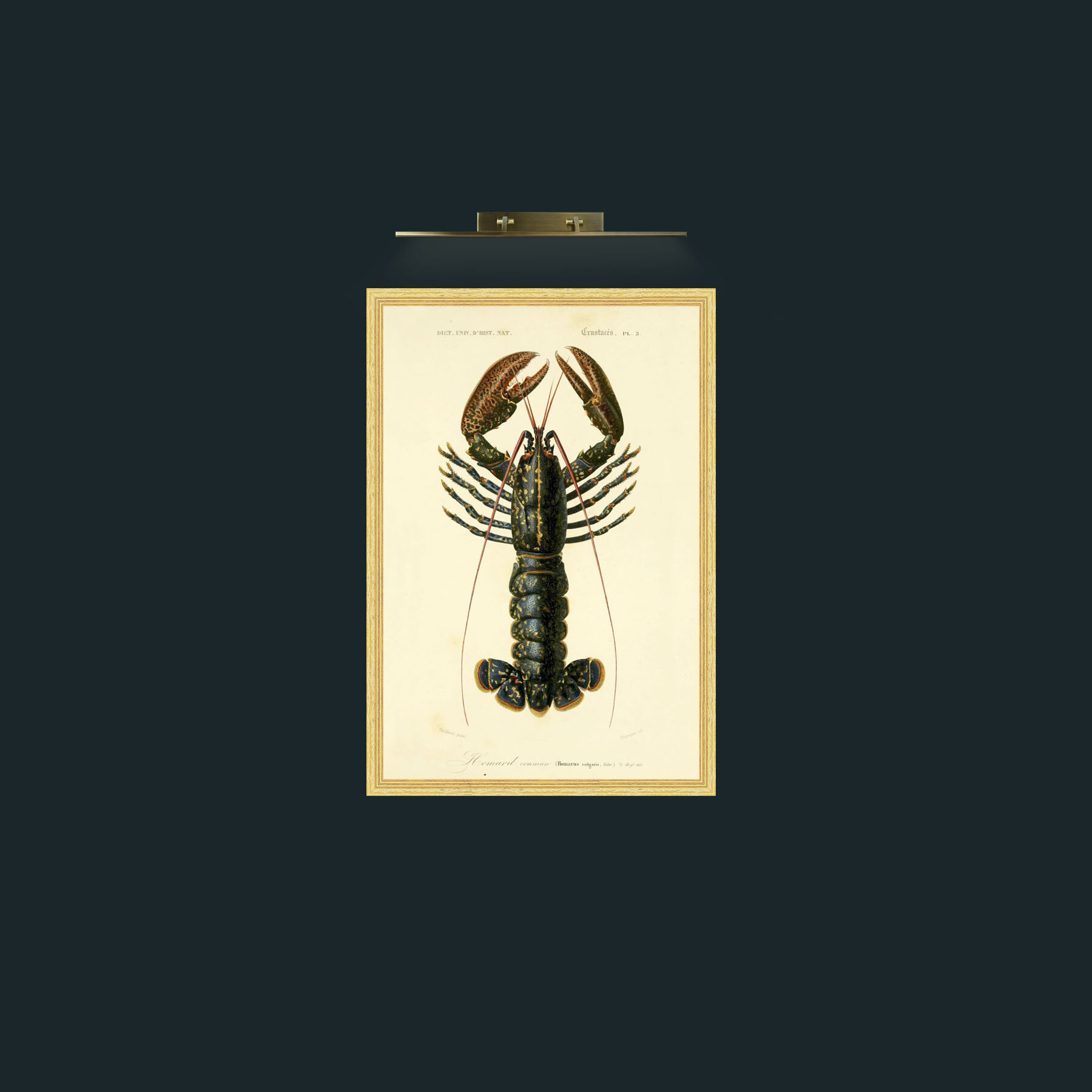 Art-Common Lobster-Frame-4BevelledGilt.jpg