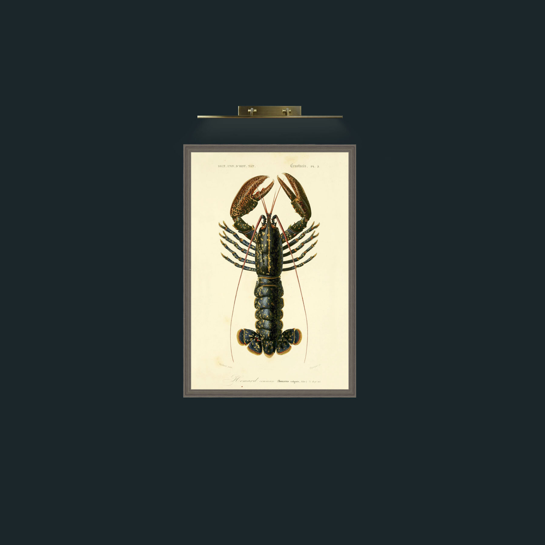 Art-Common Lobster-Frame-6Grey.jpg