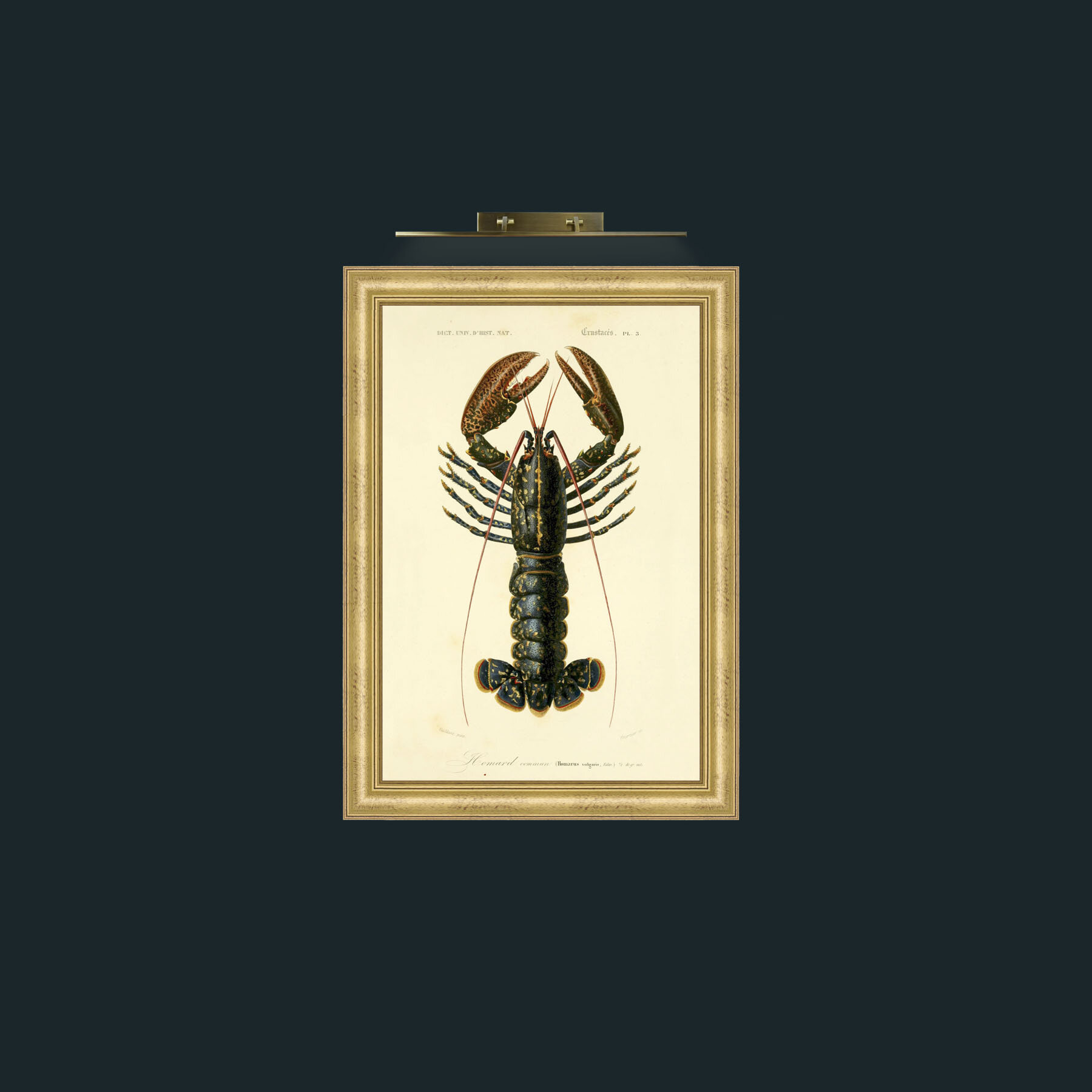 Art-Common Lobster-Frame-9WideGilt.jpg