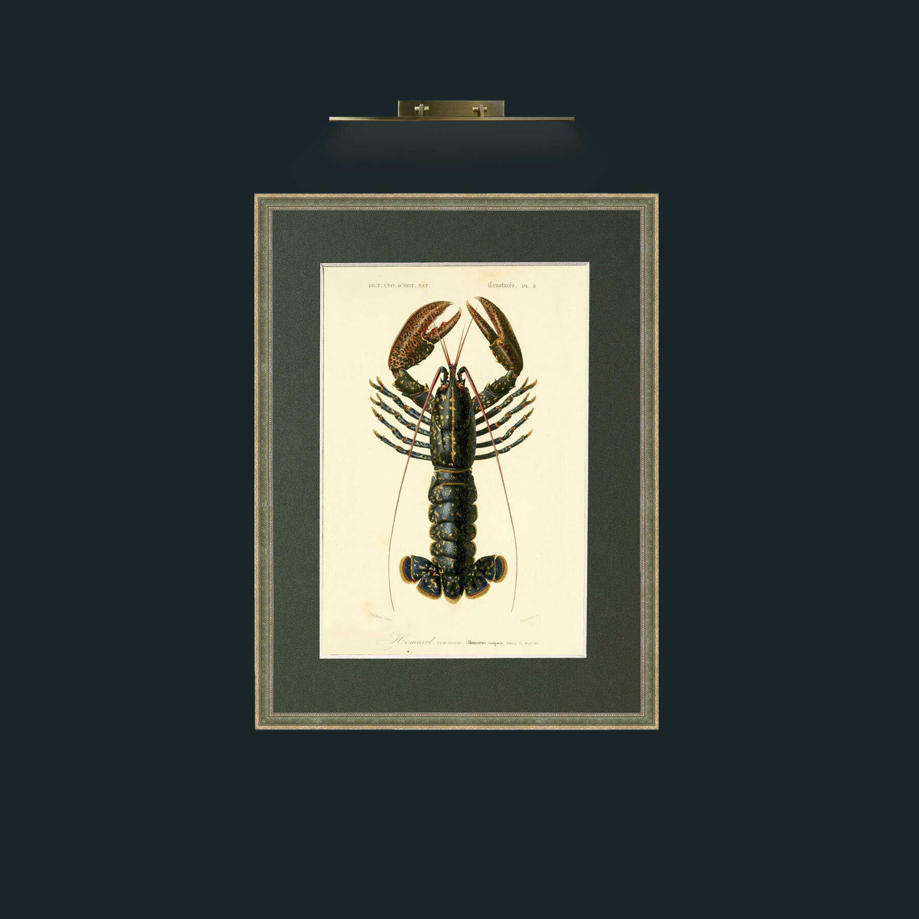 Art-Common Lobster.jpg-Frame-2GreenGiltTextured-Mount-2Green.jpg