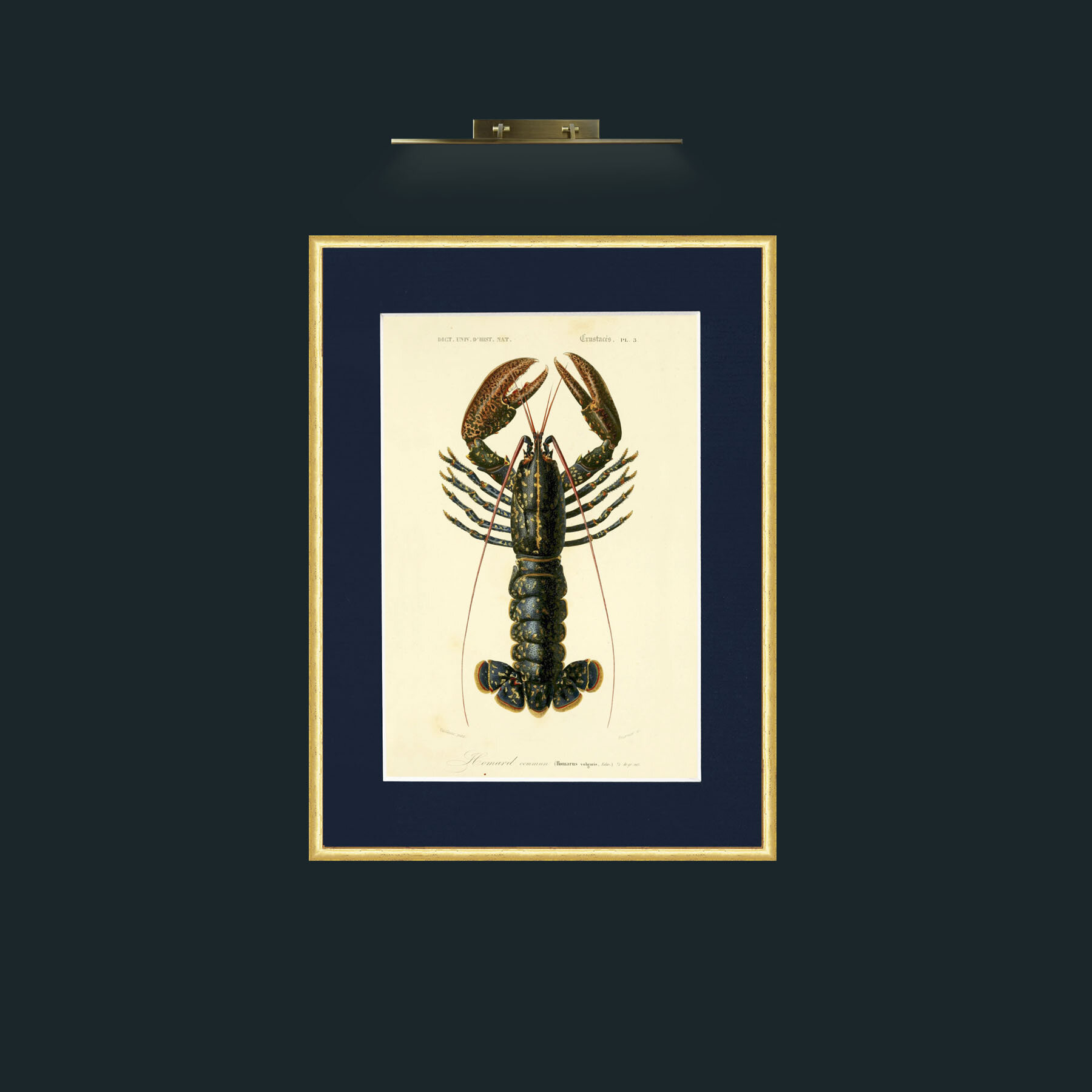 Art-Common Lobster.jpg-Frame-3RoundedGilt-Mount-3Blue.jpg