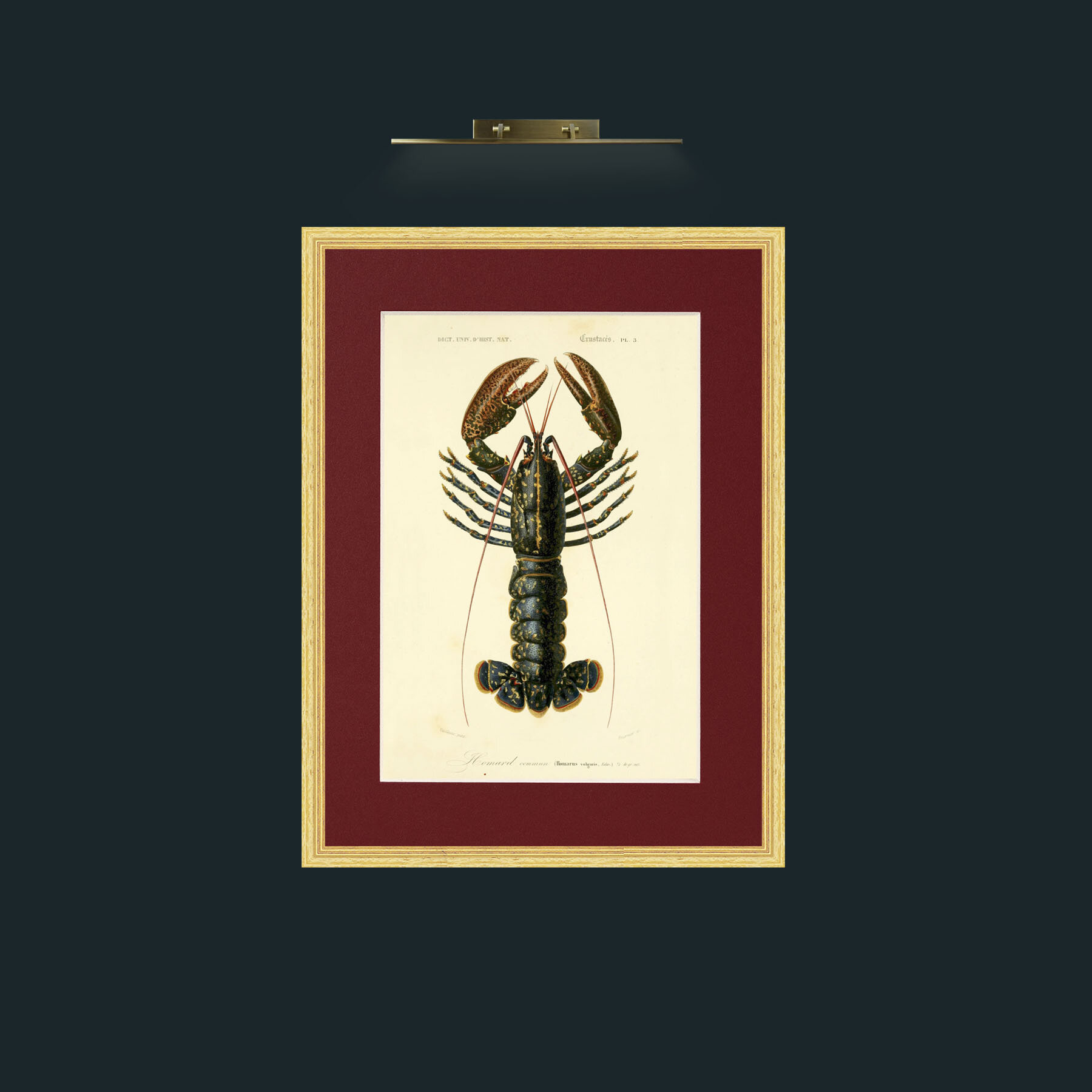 Art-Common Lobster.jpg-Frame-4BevelledGilt-Mount-4Red.jpg