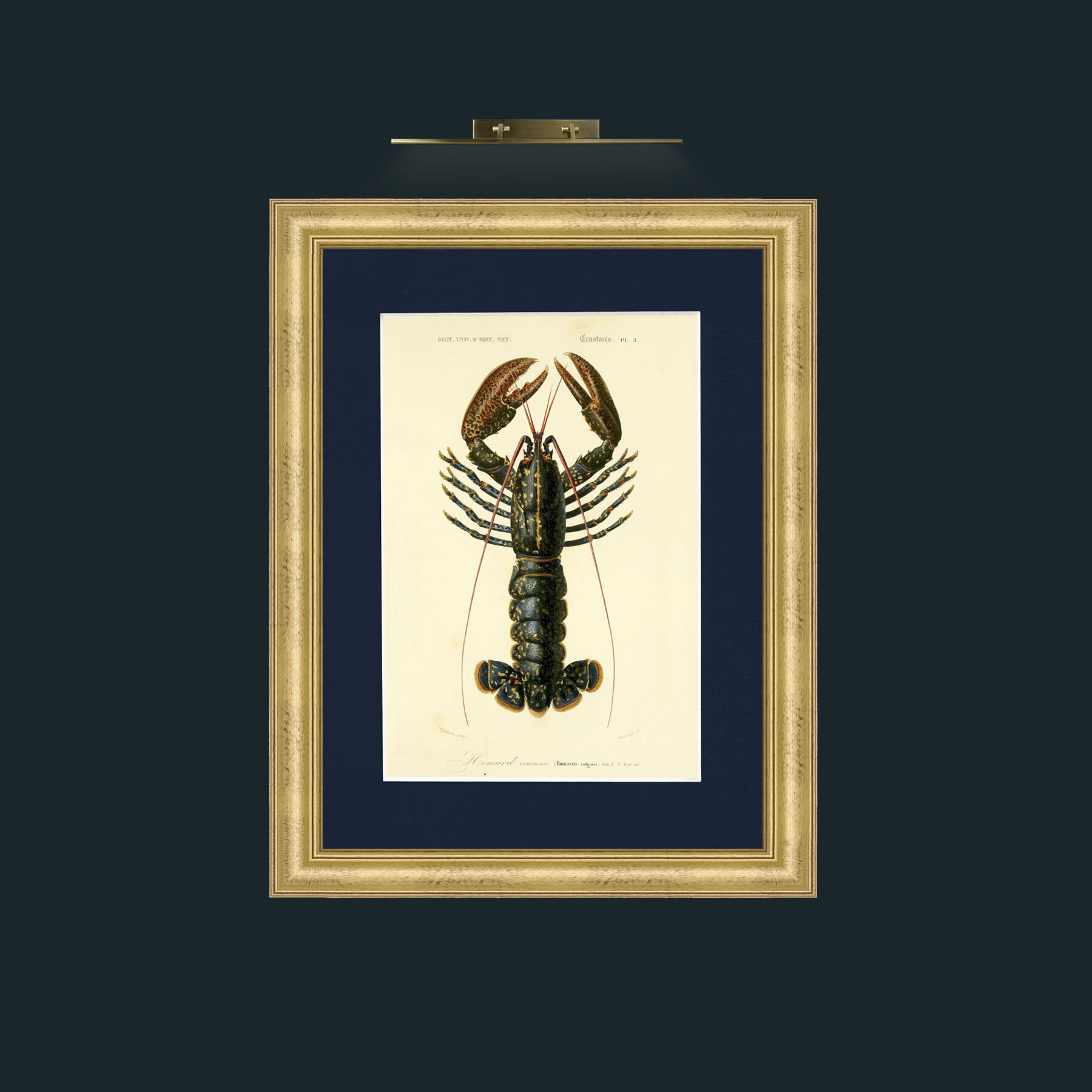 Art-Common Lobster.jpg-Frame-9WideGilt-Mount-3Blue.jpg