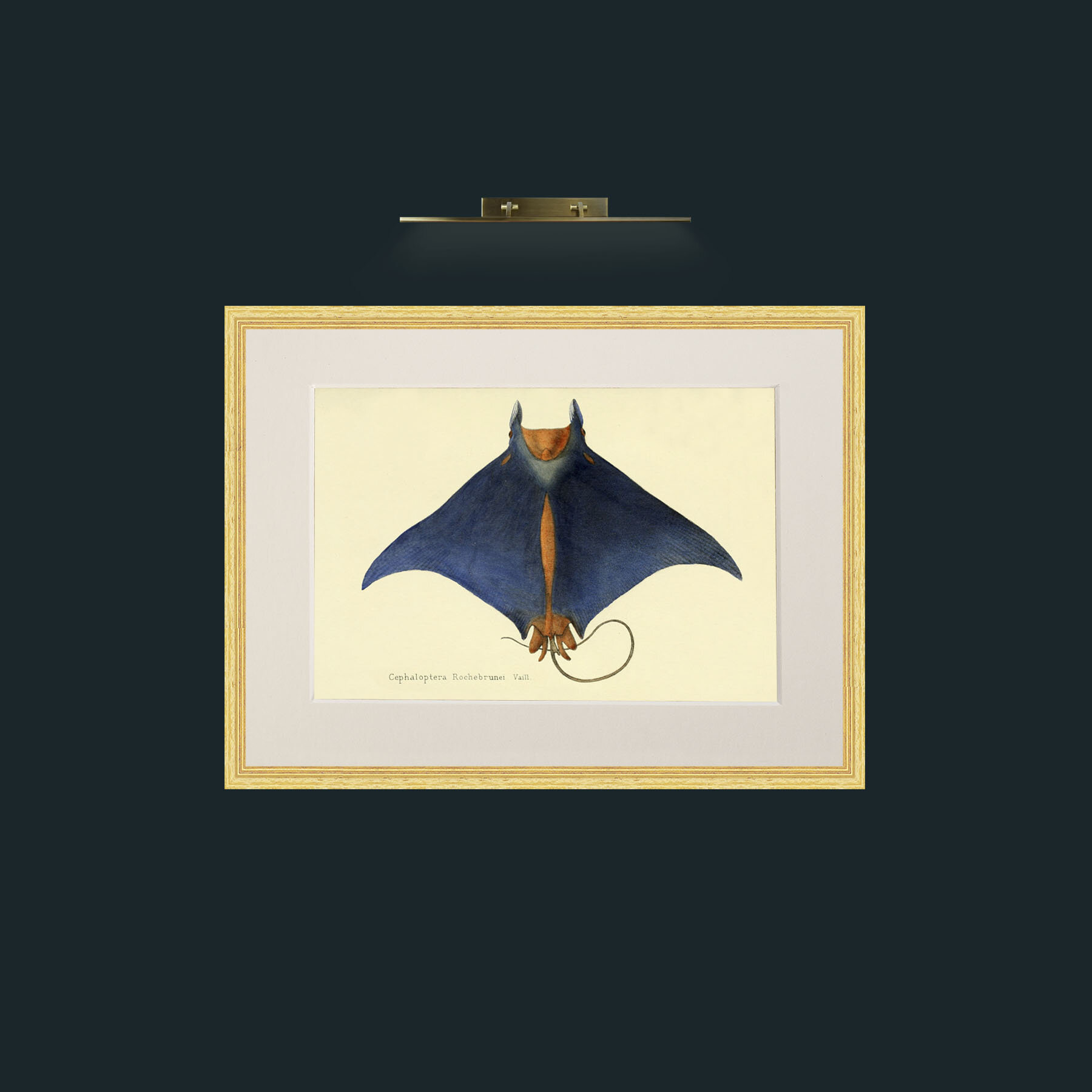Art-Devil Ray-Frame-4BevelledGilt-Mount-1Antique.jpg