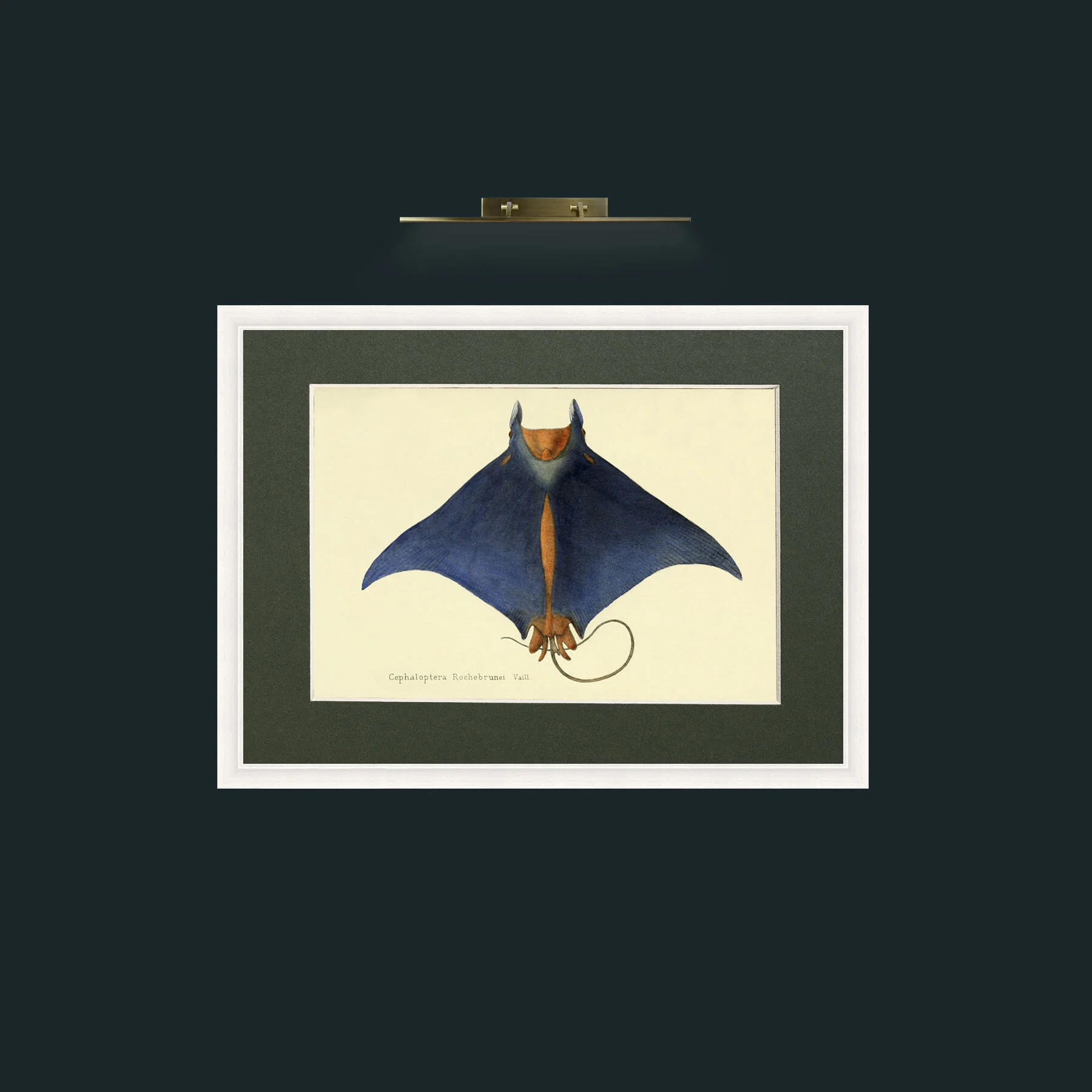 Art-Devil Ray-Frame-5White-Mount-2Green.jpg