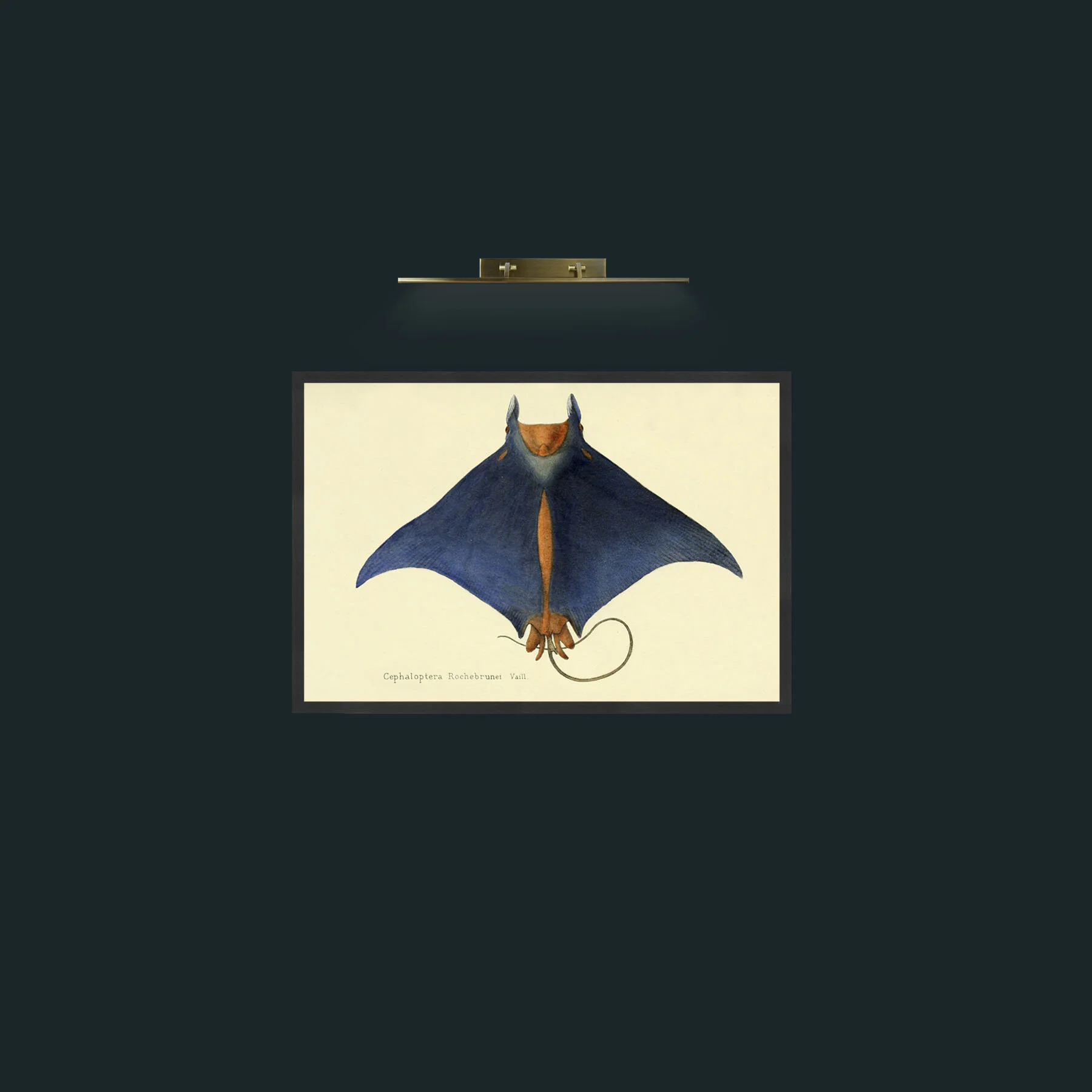 Art-Devil Ray-Frame-7Black.jpg