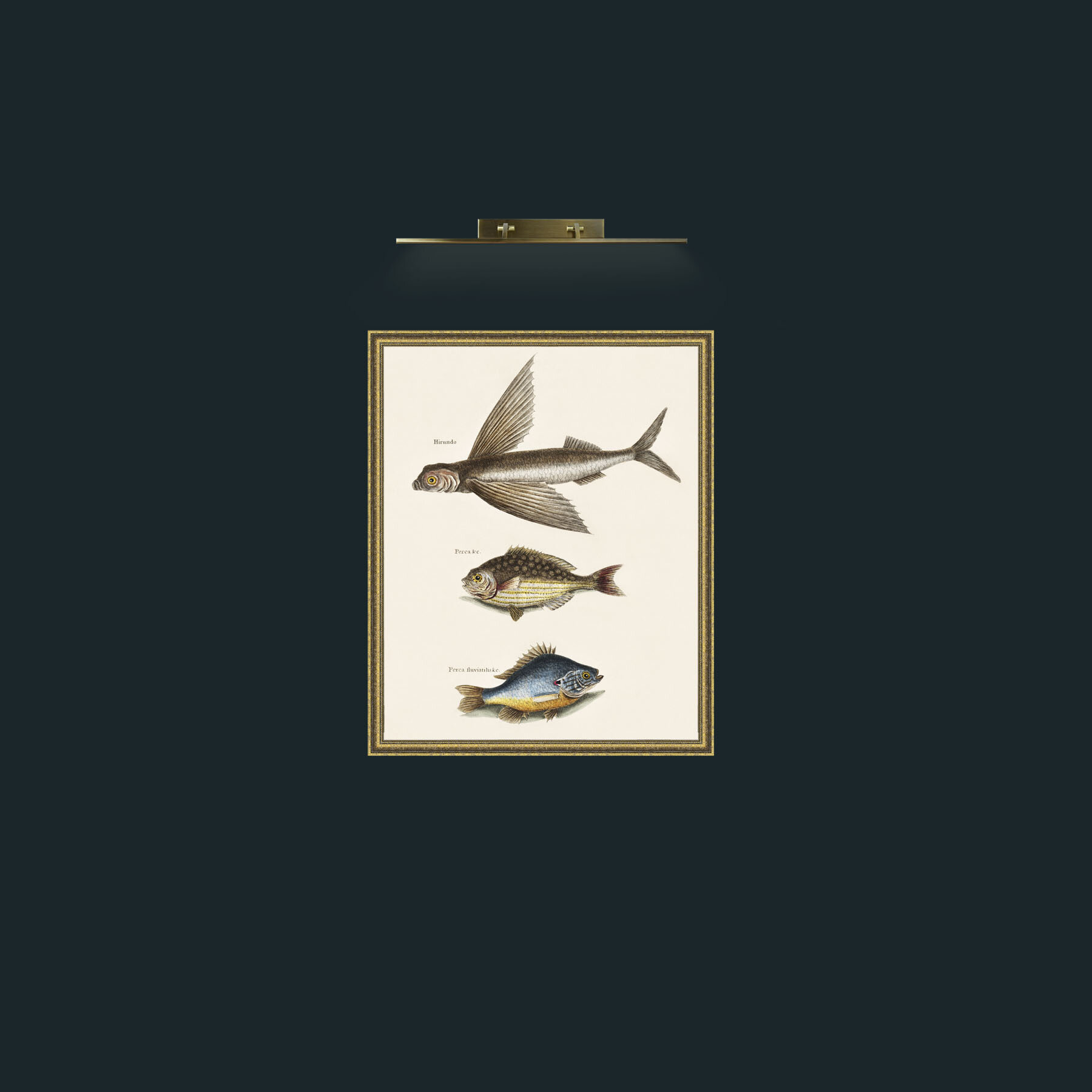 Art-Flying Fish, Rudder Fish and PerchFrame-1GiltTextured-Art-Flying Fish, Rudder Fish and Perch.jpg