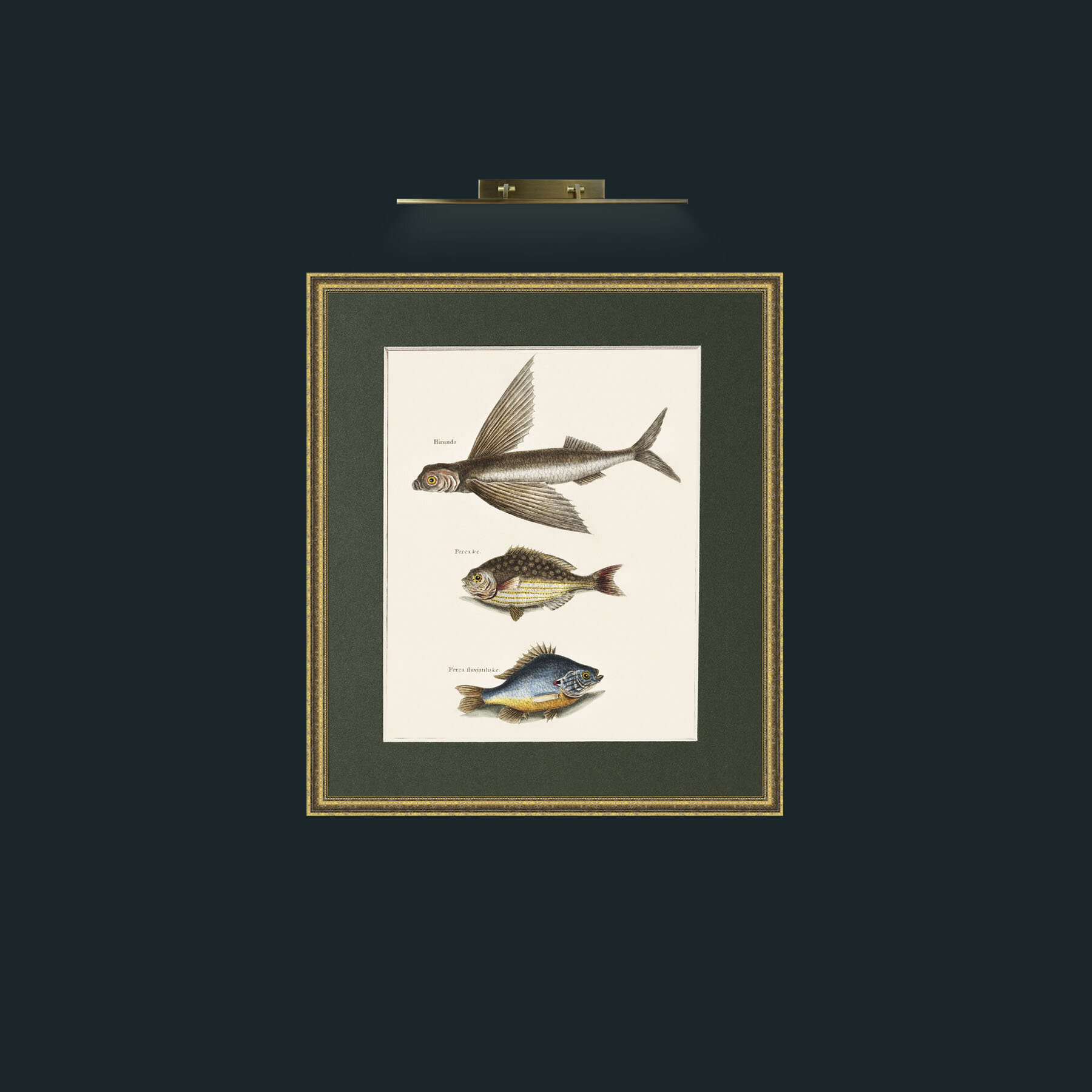 Art-Flying Fish, Rudder Fish and PerchFrame-1GiltTextured-Mount-2Green-Art-Flying Fish, Rudder Fish and Perch.jpg