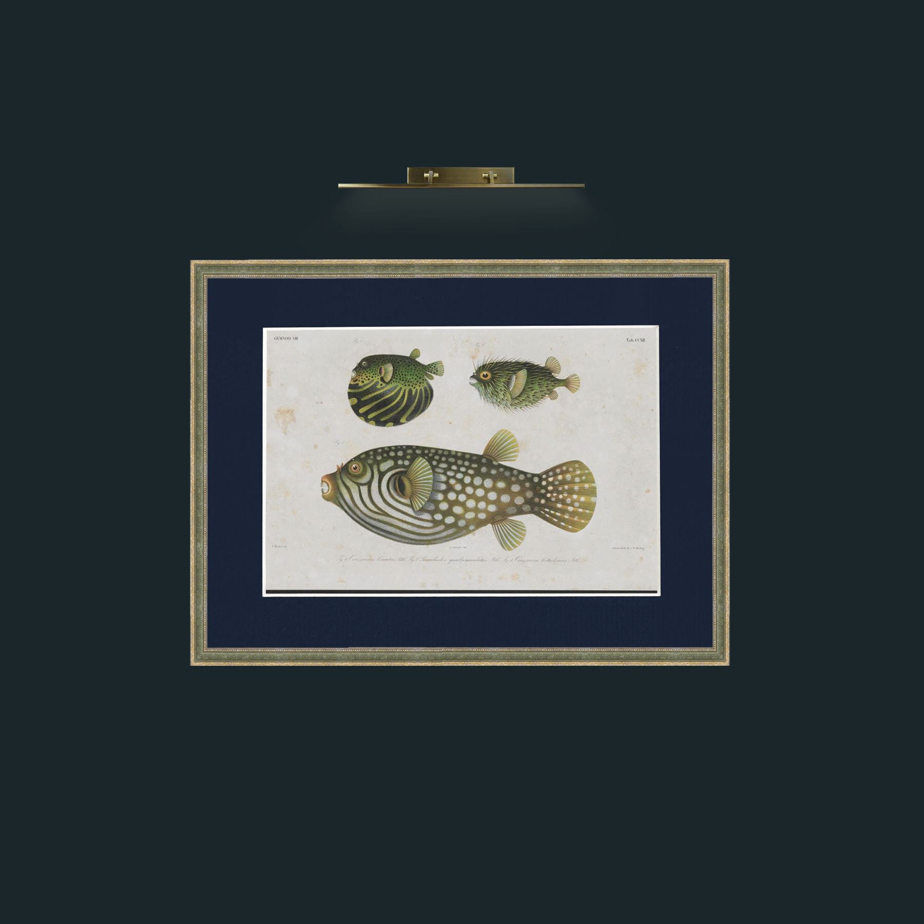 Art-Gymnod-Frame-2GreenGiltTextured-Mount-3Blue.jpg