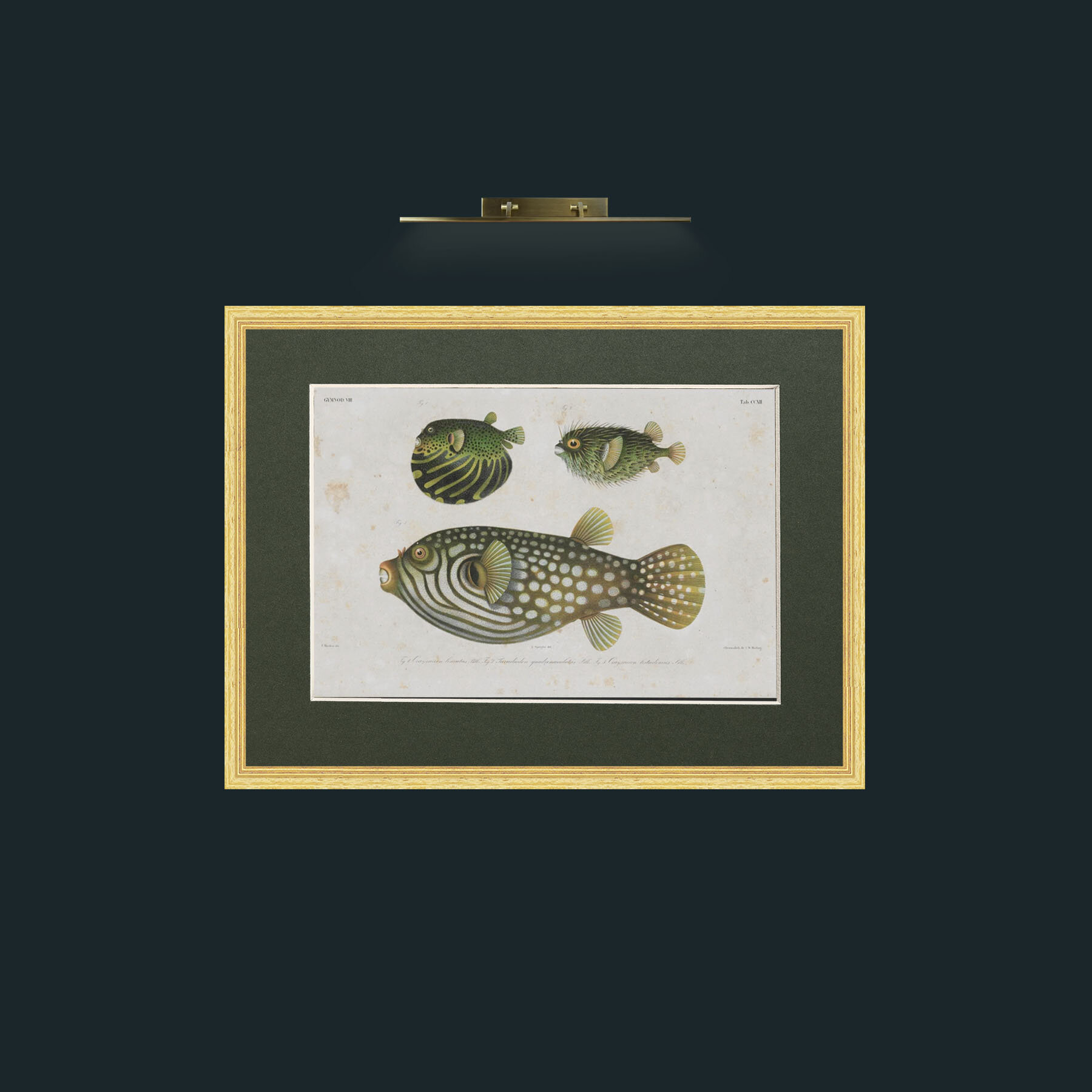 Art-Gymnod-Frame-4BevelledGilt-Mount-2Green.jpg