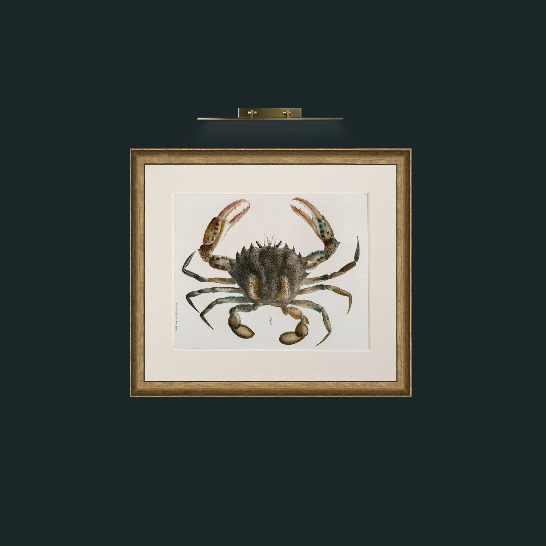 Art-Lady Crab (36).jpg