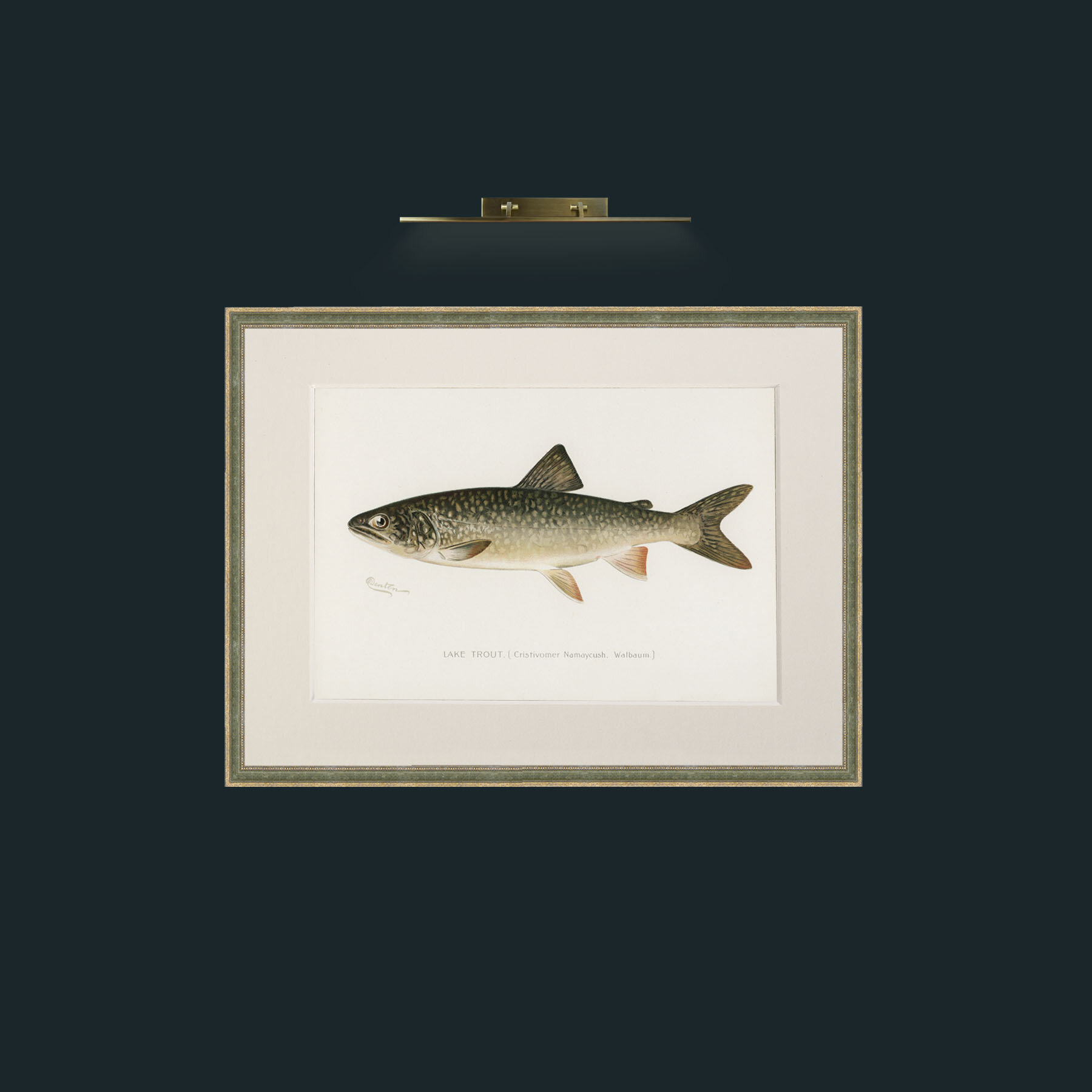 Art-Lake Trout-Frame-2GreenGiltTextured-Mount-1Antique.jpg