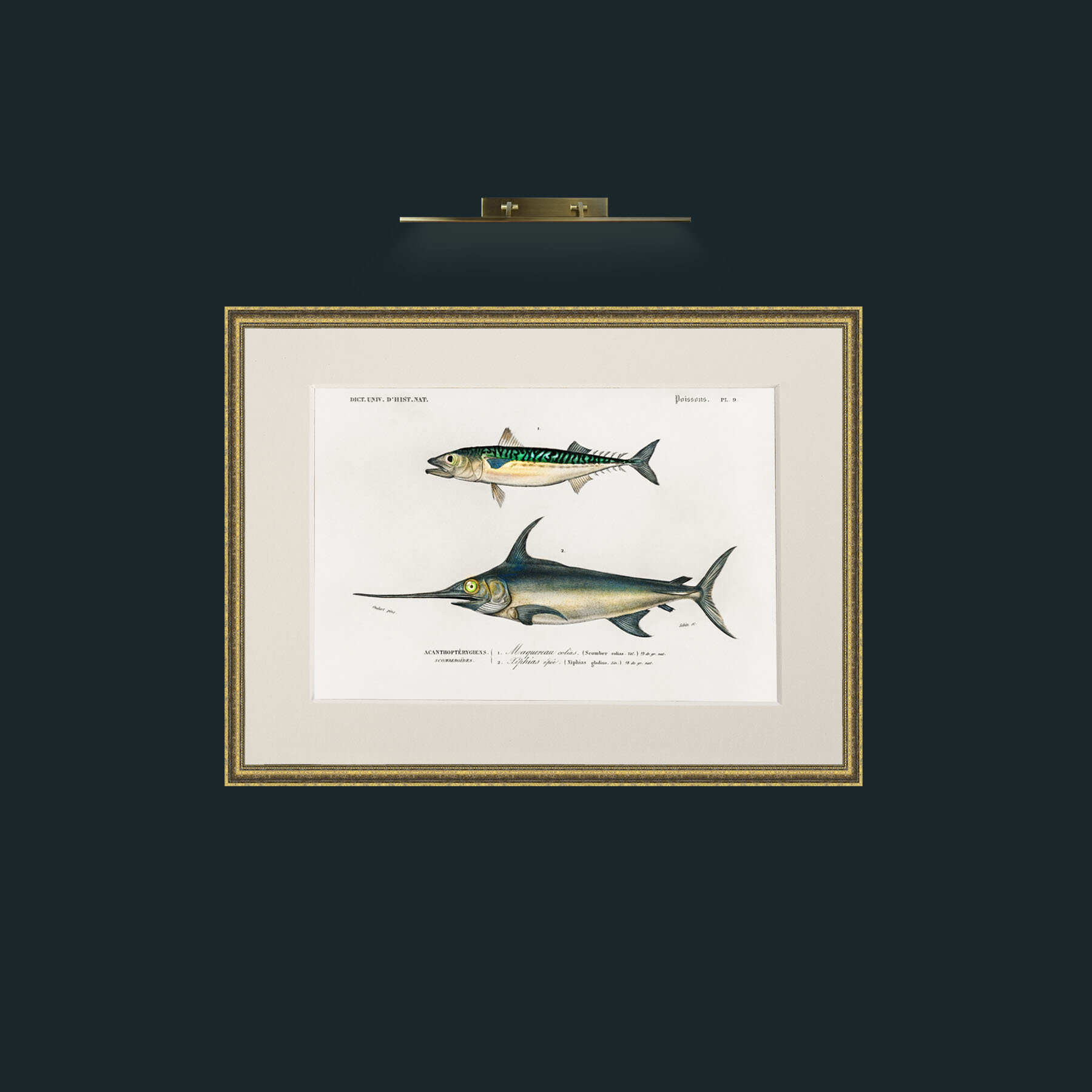 Art-Mackerel and Swordfish-Frame-1TexturedGilt-Mount-1Antique.jpg