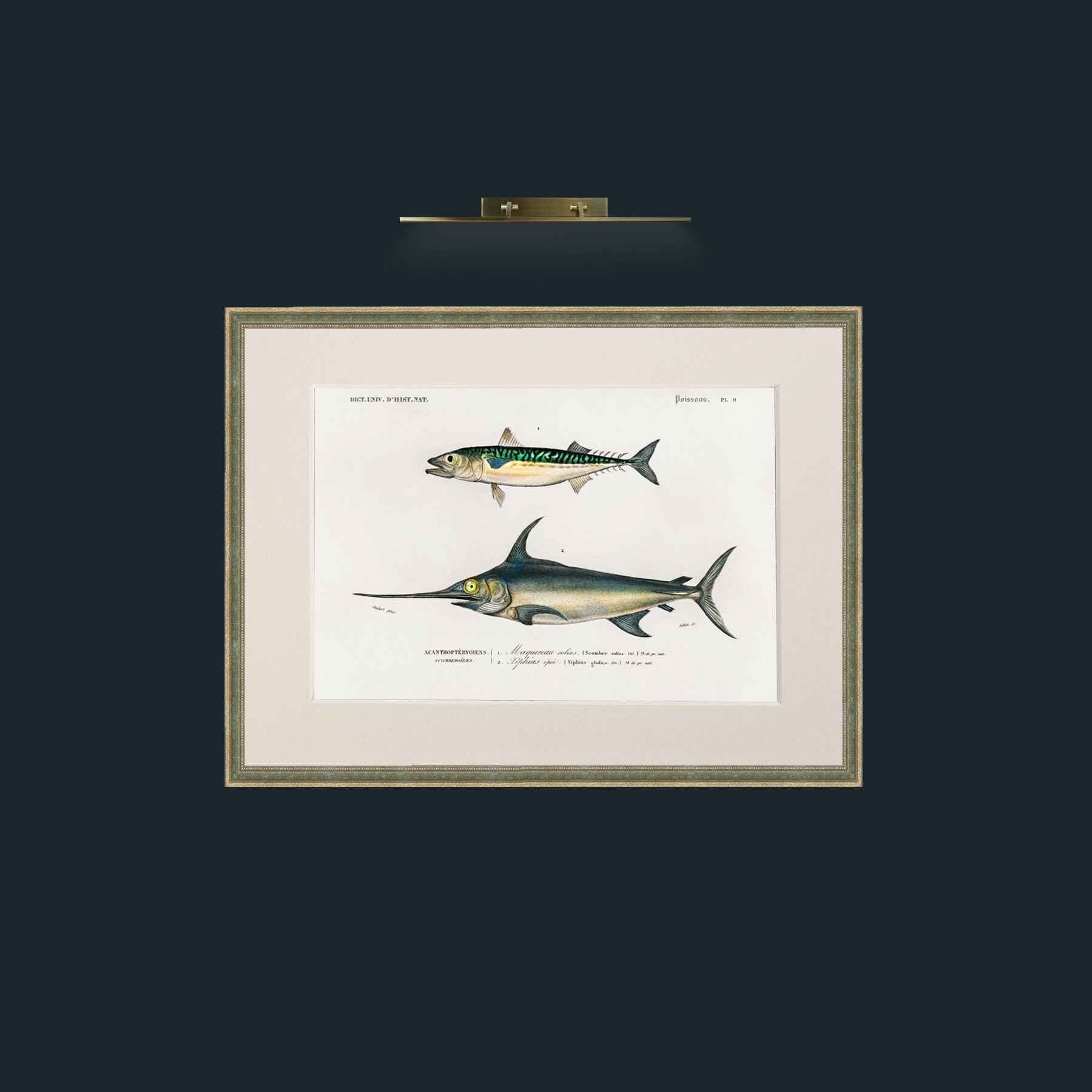 Art-Mackerel and Swordfish-Frame-2GreenGiltTextured-Mount-1Antique.jpg