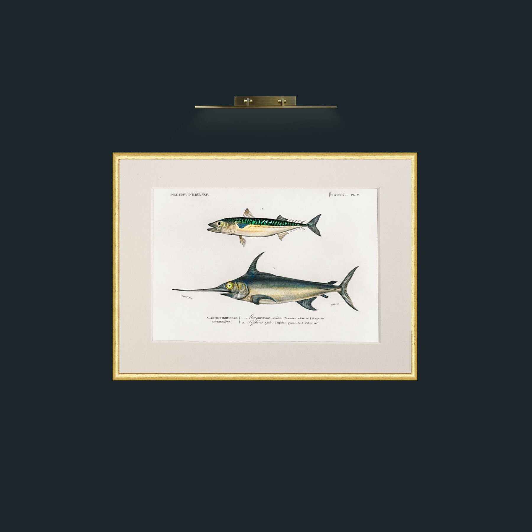 Art-Mackerel and Swordfish-Frame-3RoundedGilt-Mount-1Antique.jpg