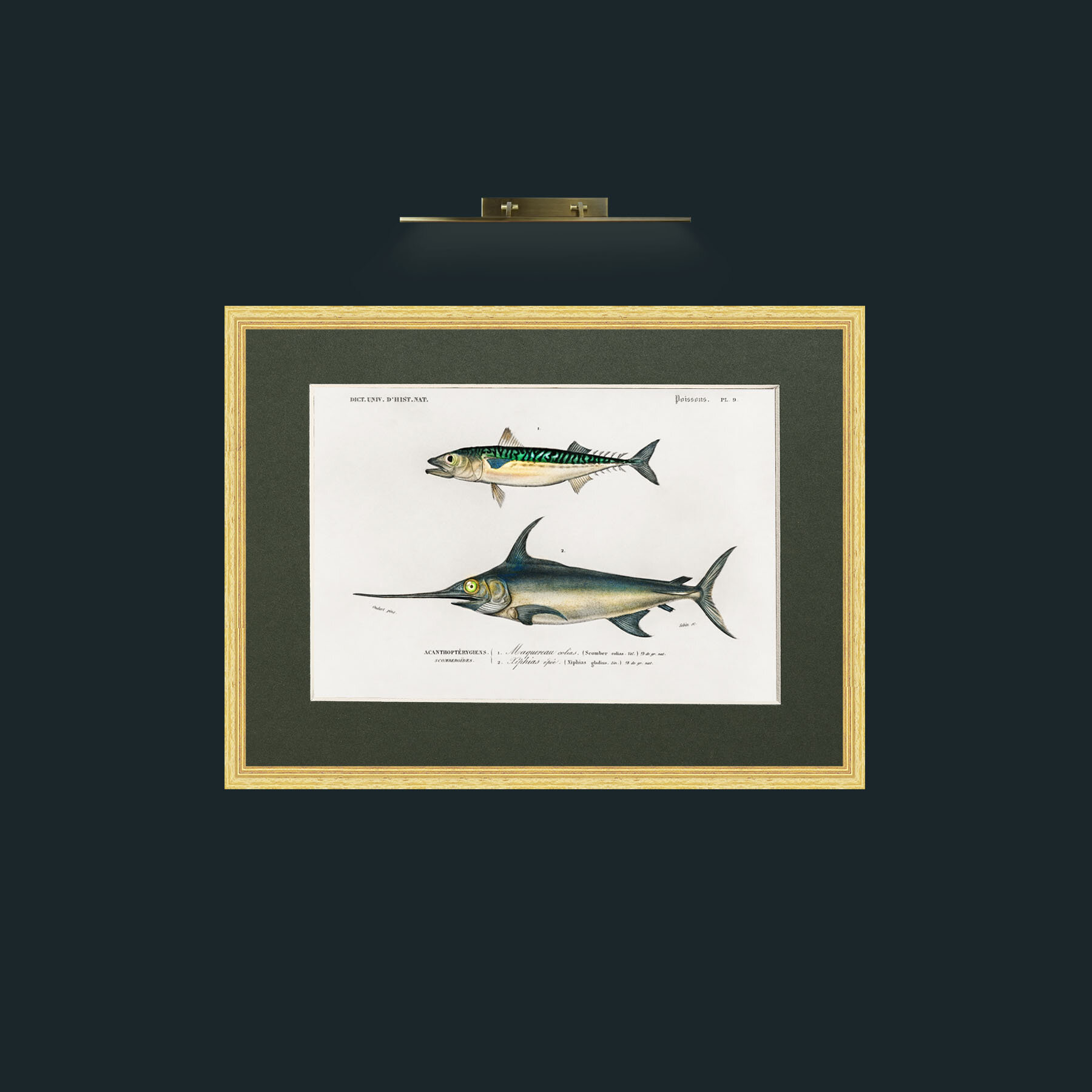 Art-Mackerel and Swordfish-Frame-4BevelledGilt-Mount-2Green.jpg