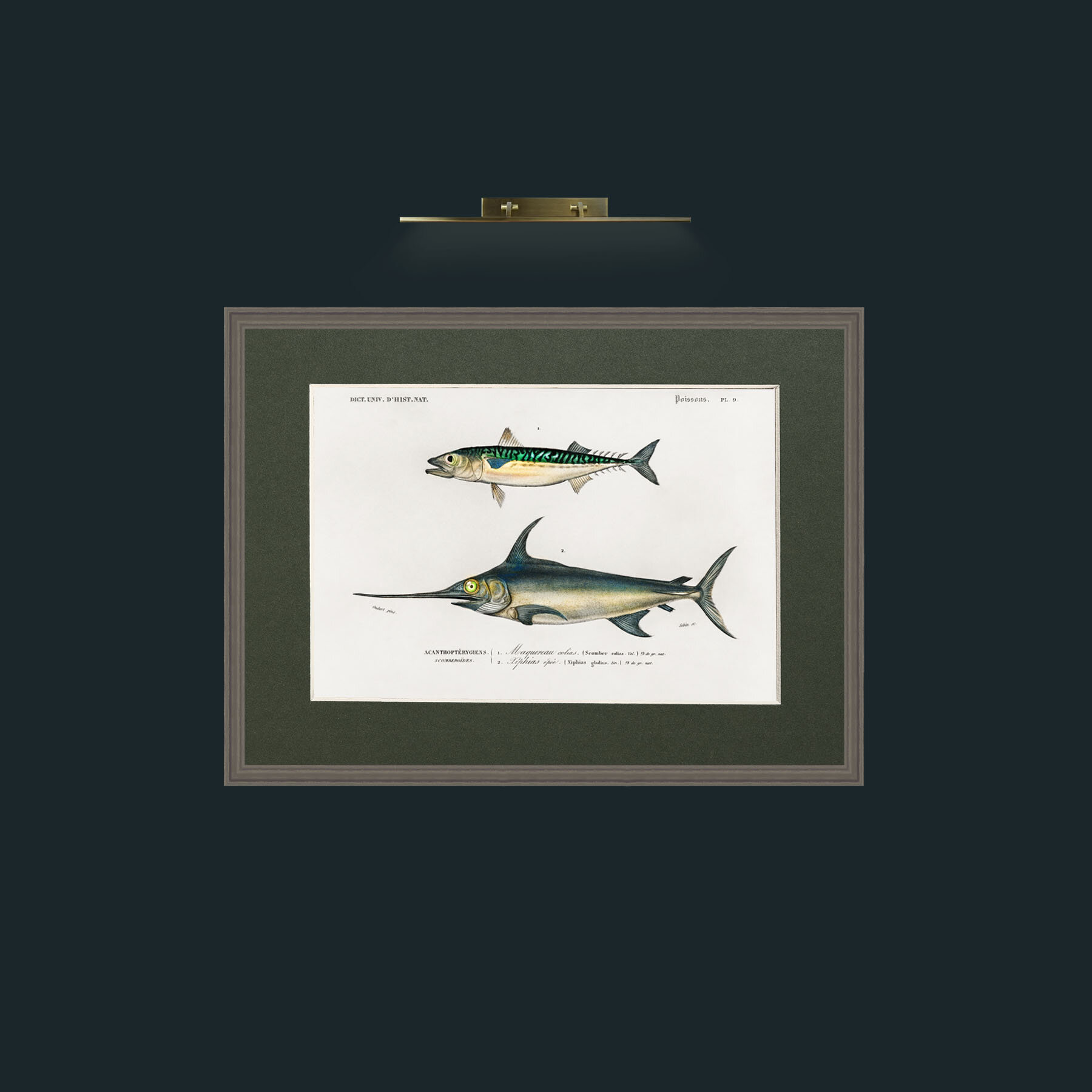 Art-Mackerel and Swordfish-Frame-6Grey-Mount-2Green.jpg