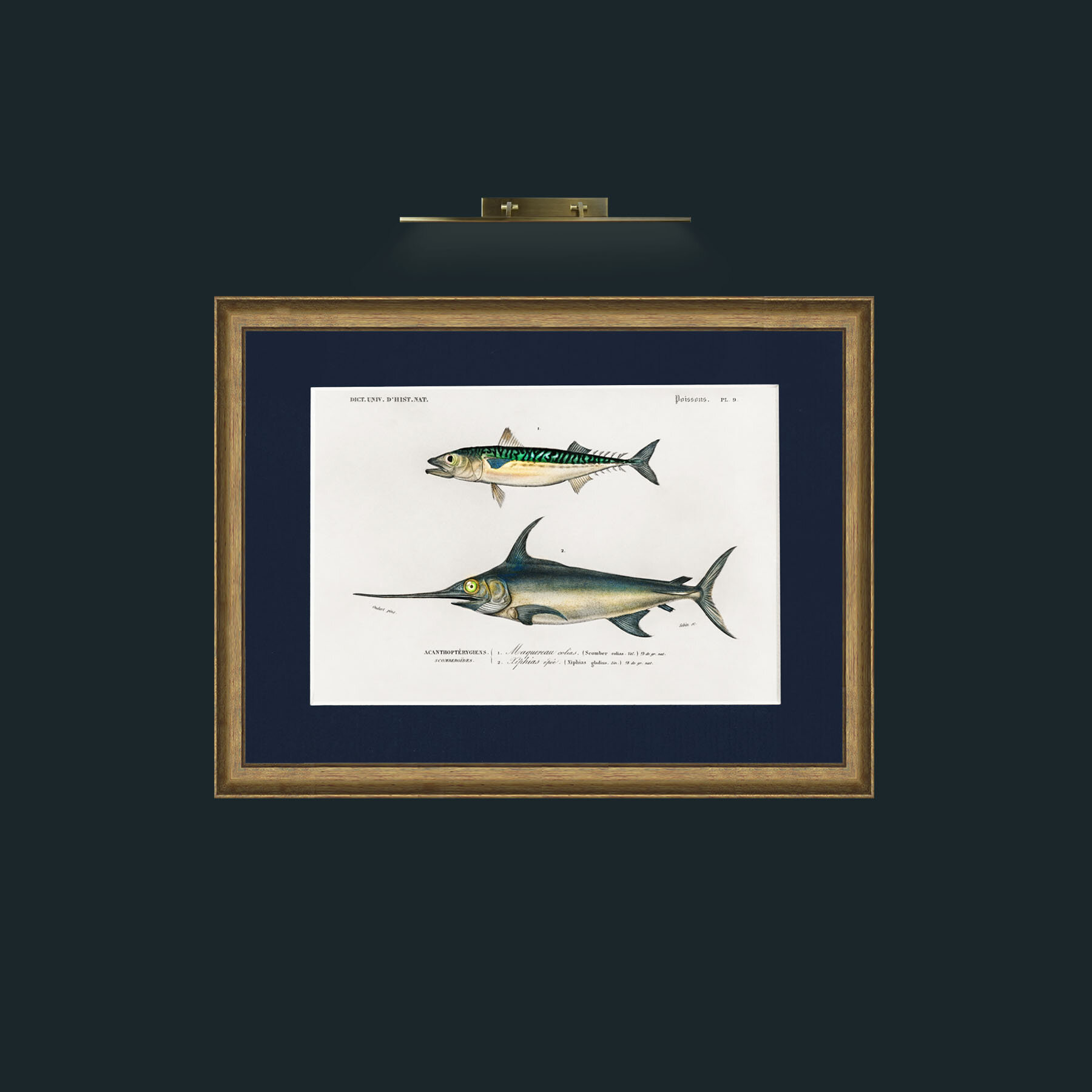 Art-Mackerel and Swordfish-Frame-8AntiqueRedGoldGilt-Mount-3Blue.jpg