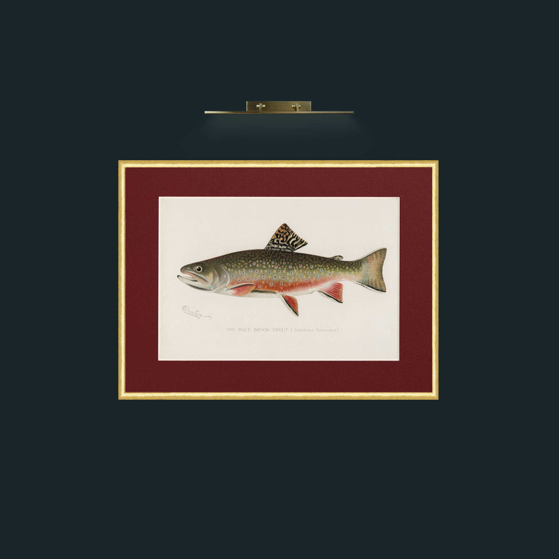 Art-Male Brook Trout-Frame-3RoundedGilt-Mount-4Red.jpg