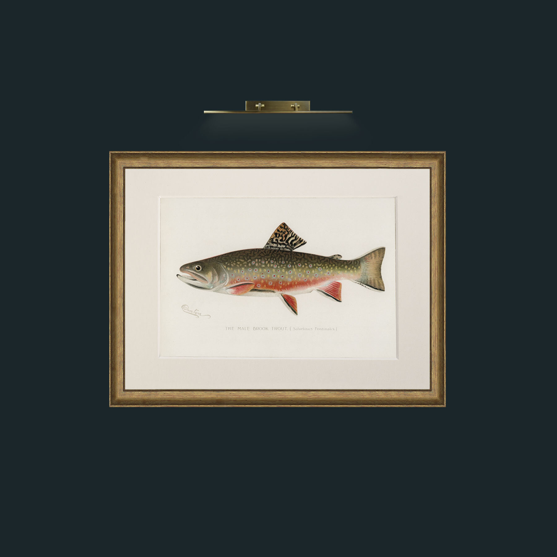 Art-Male Brook Trout-Frame-8AntiqueRedGoldGilt-Mount-1Antique.jpg