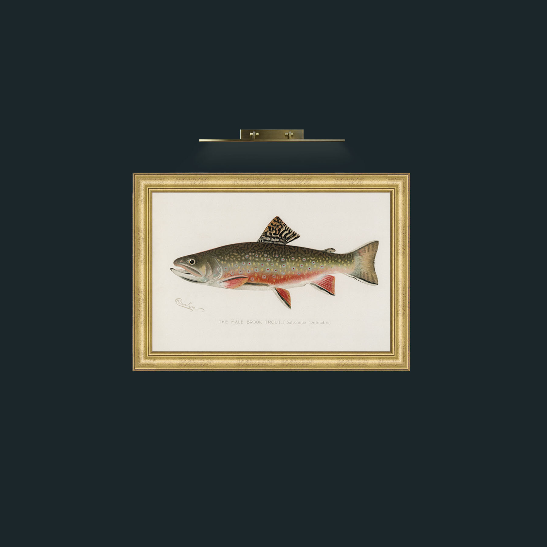 Art-Male Brook Trout-Frame-9WideGilt.jpg