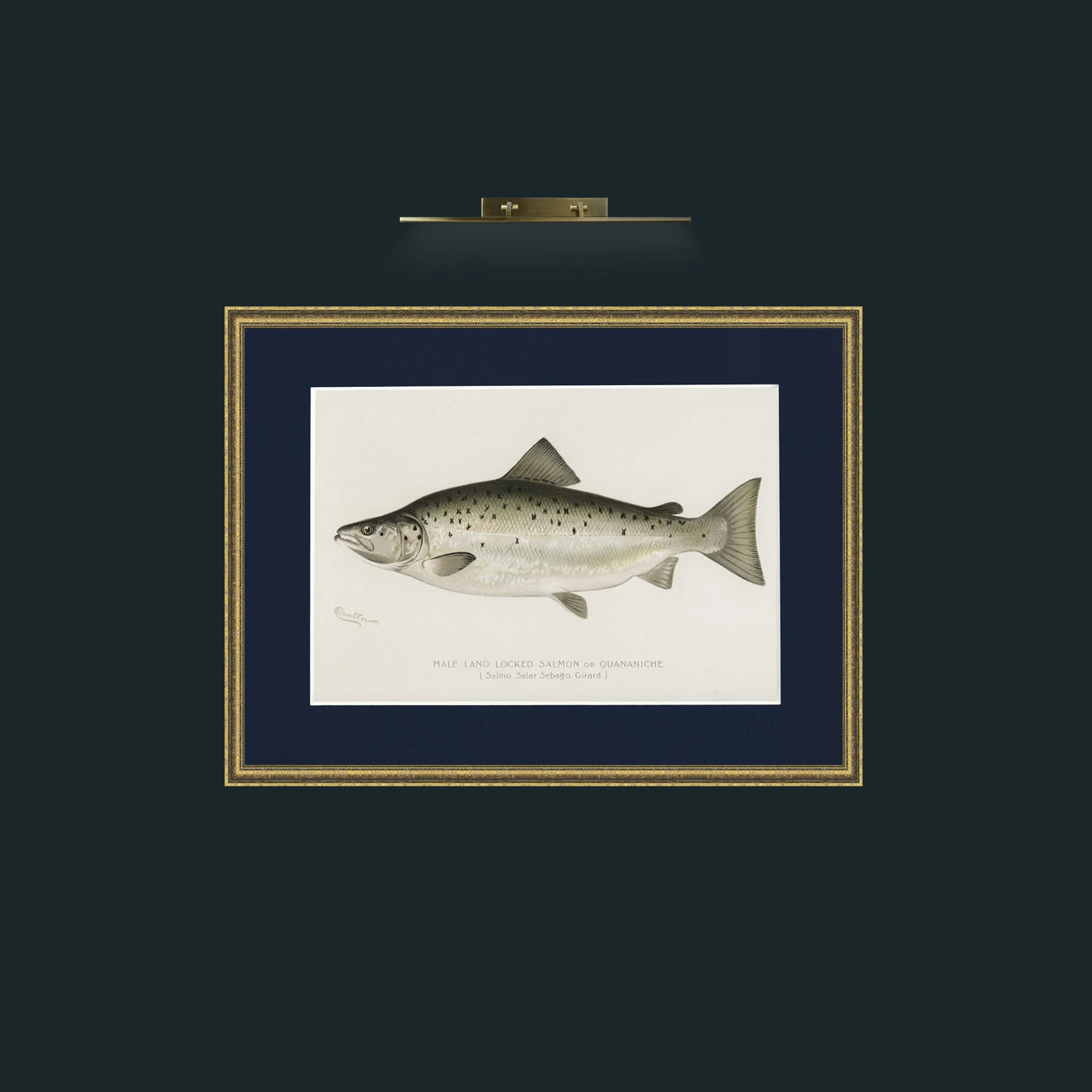 Art-Male Land Locked Salmon-Frame-1TexturedGilt-Mount-3Blue.jpg