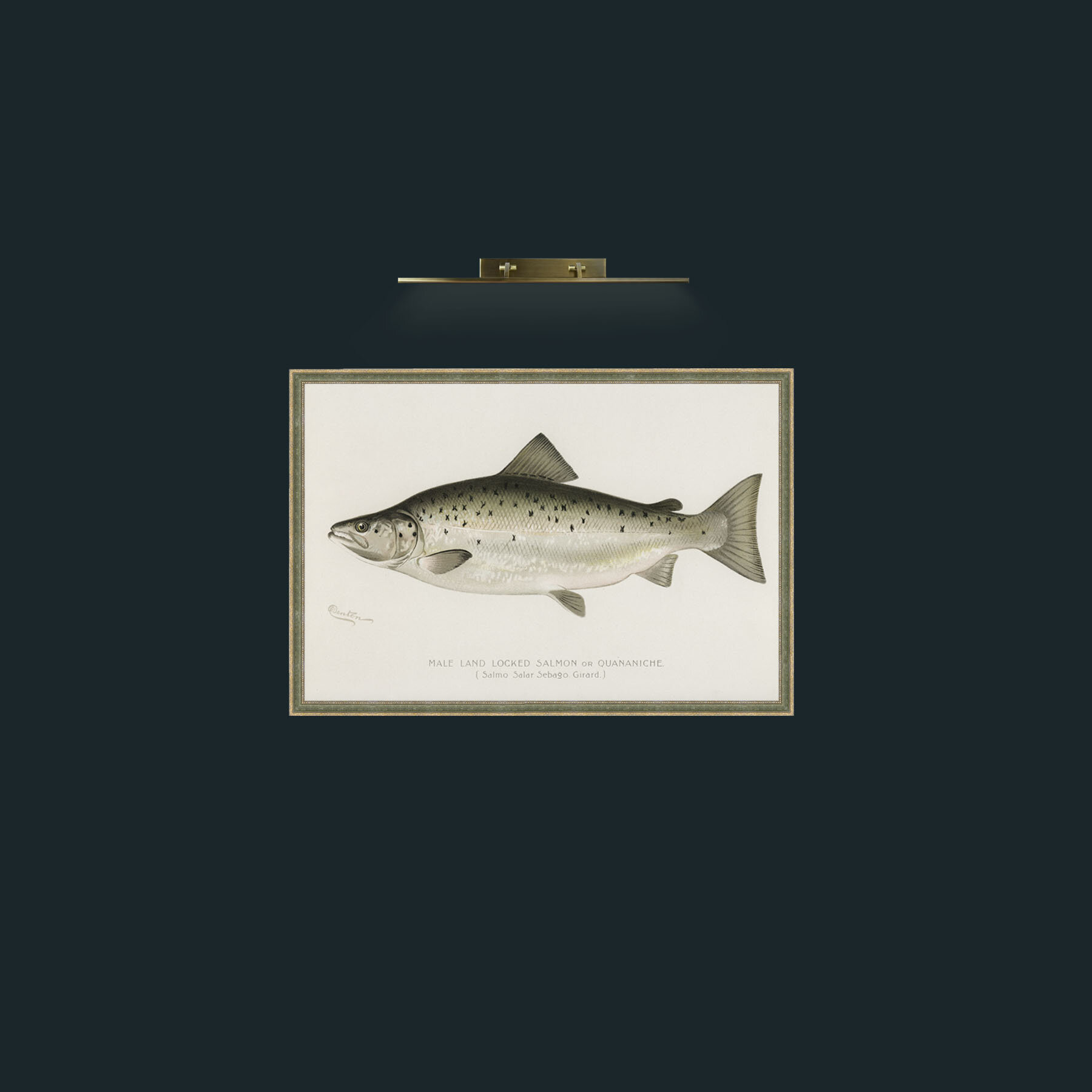 Art-Male Land Locked Salmon-Frame-2GreenGiltTextured.jpg